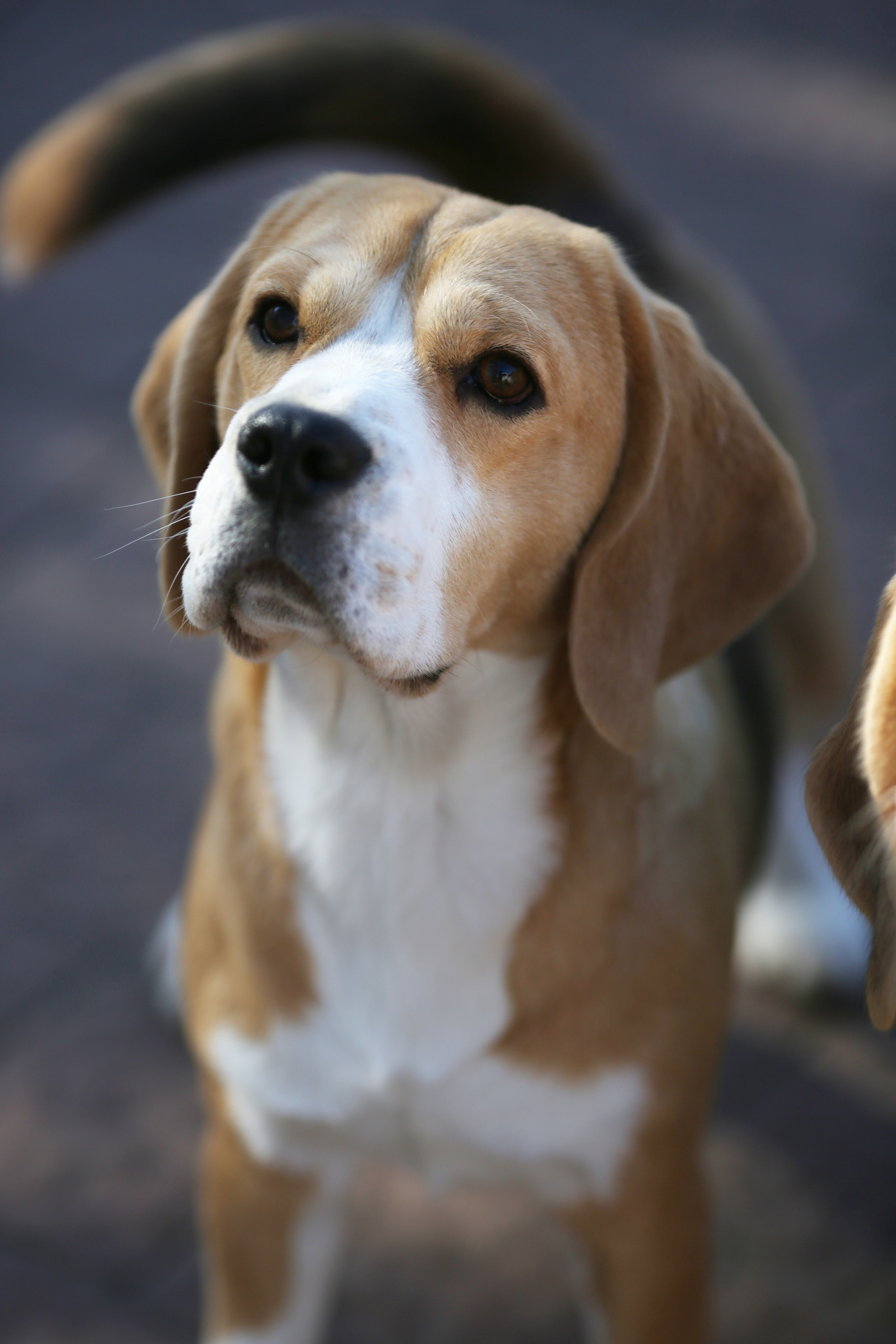 Arti. Питомник биглей Selesta’s Dreams