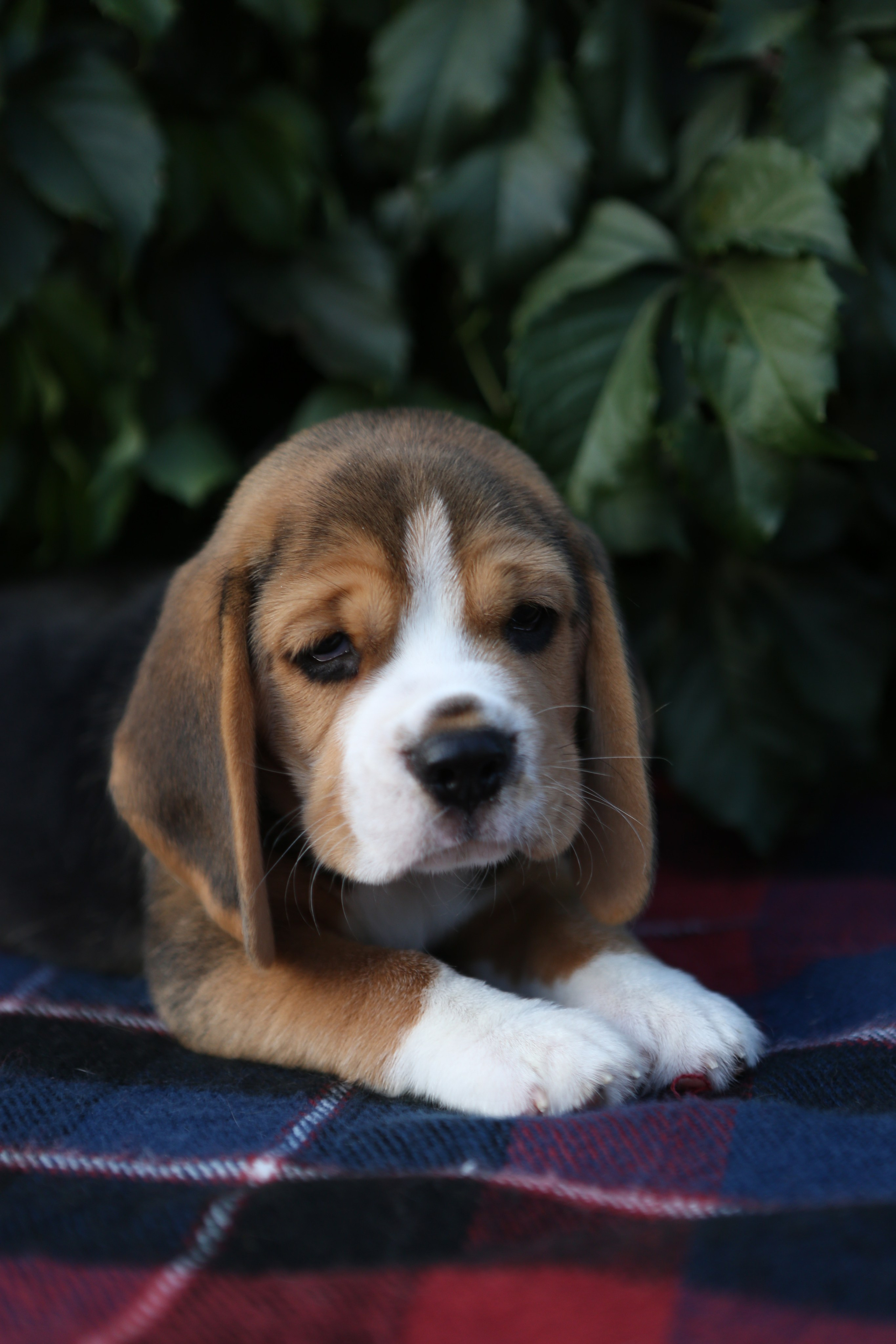 Жан. Розплідник біглей в Україні