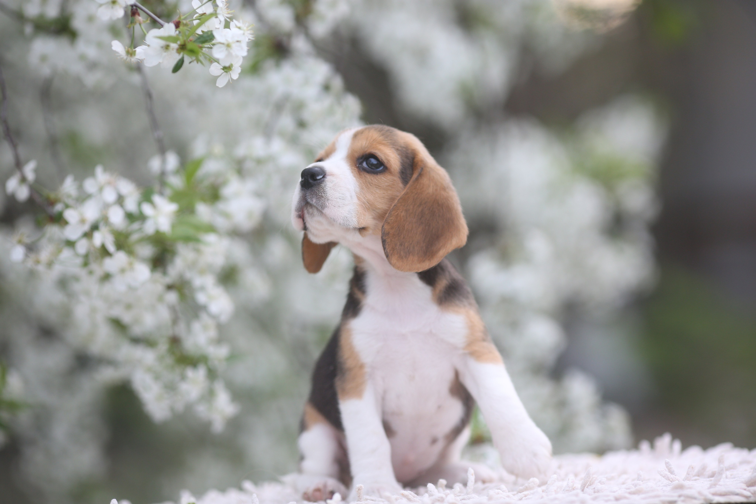 Litter T. Розплідник біглей в Україні
