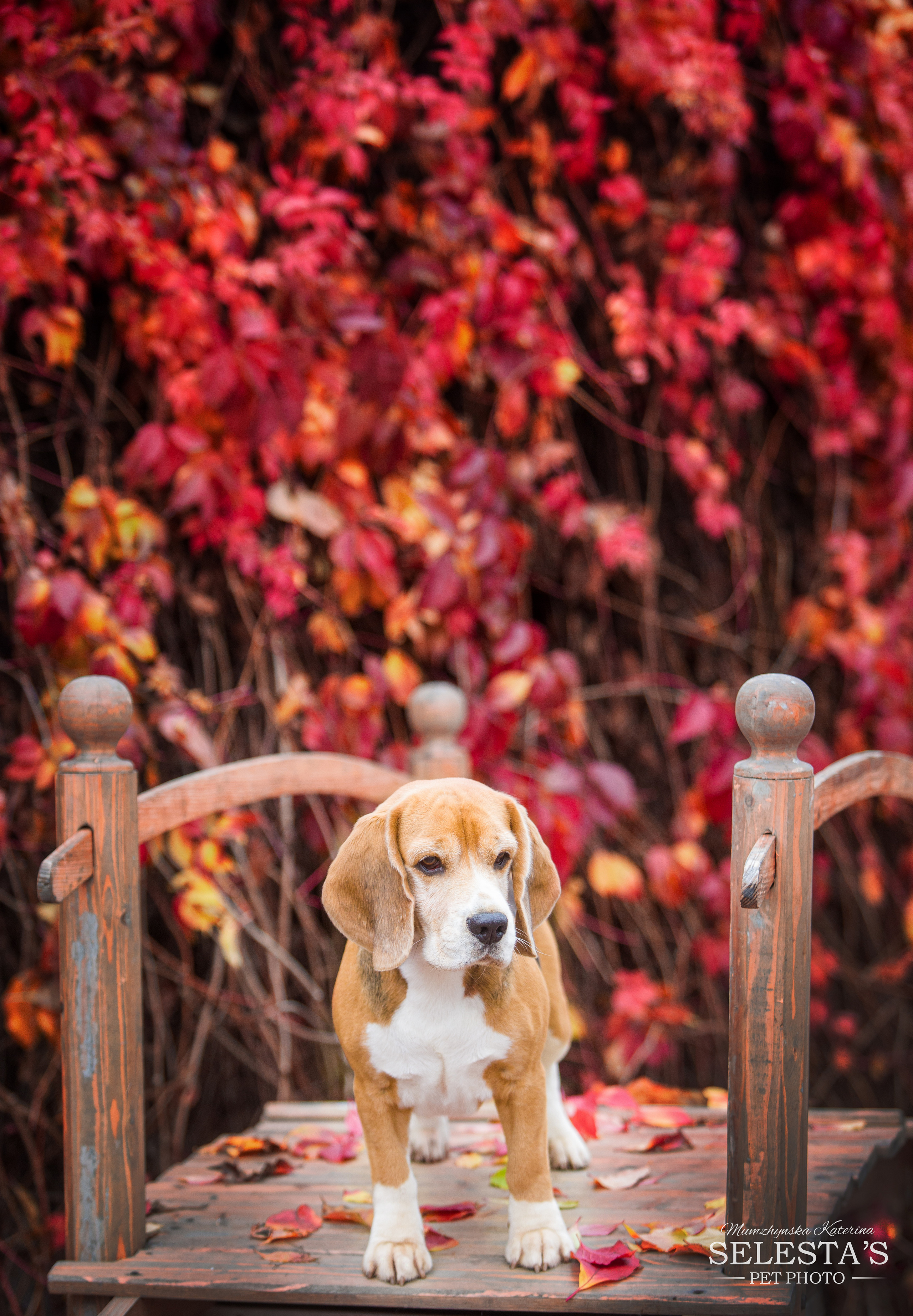 Prince. Питомник биглей Selesta’s Dreams