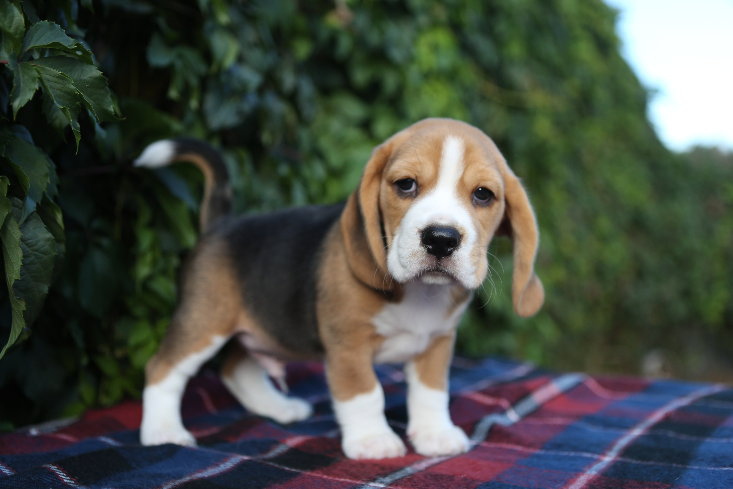 Кофе. Питомник биглей Selesta’s Dreams