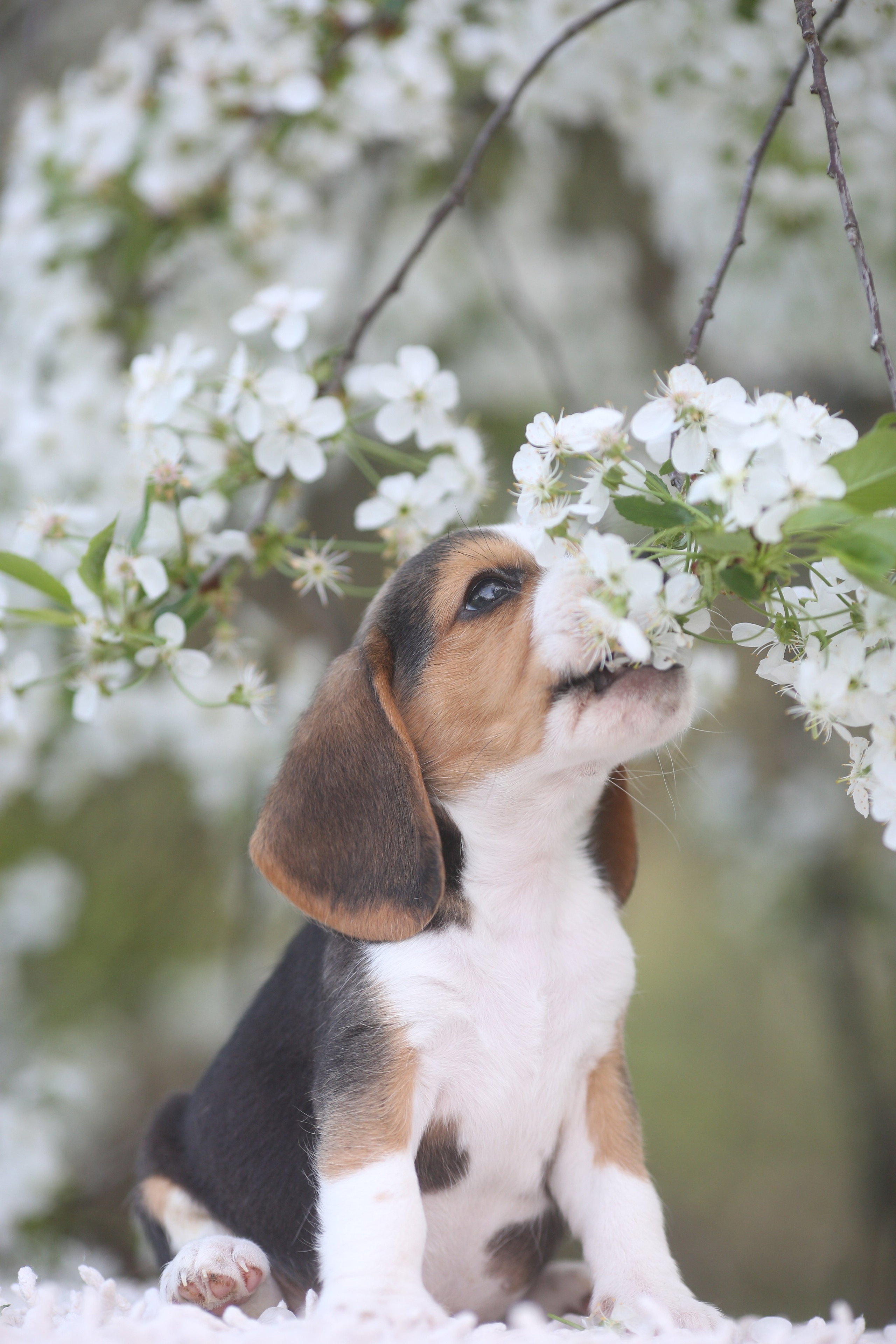 Litter T. Розплідник біглей в Україні