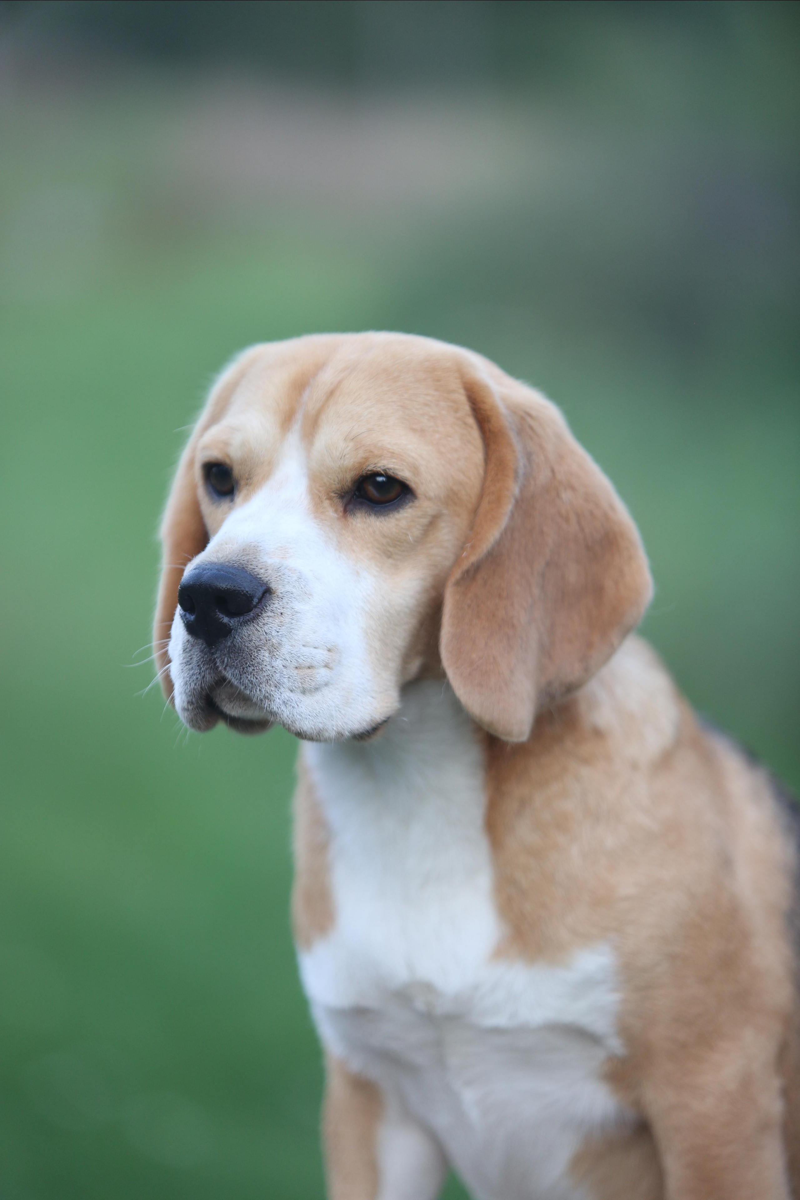 Arti. Питомник биглей Selesta’s Dreams