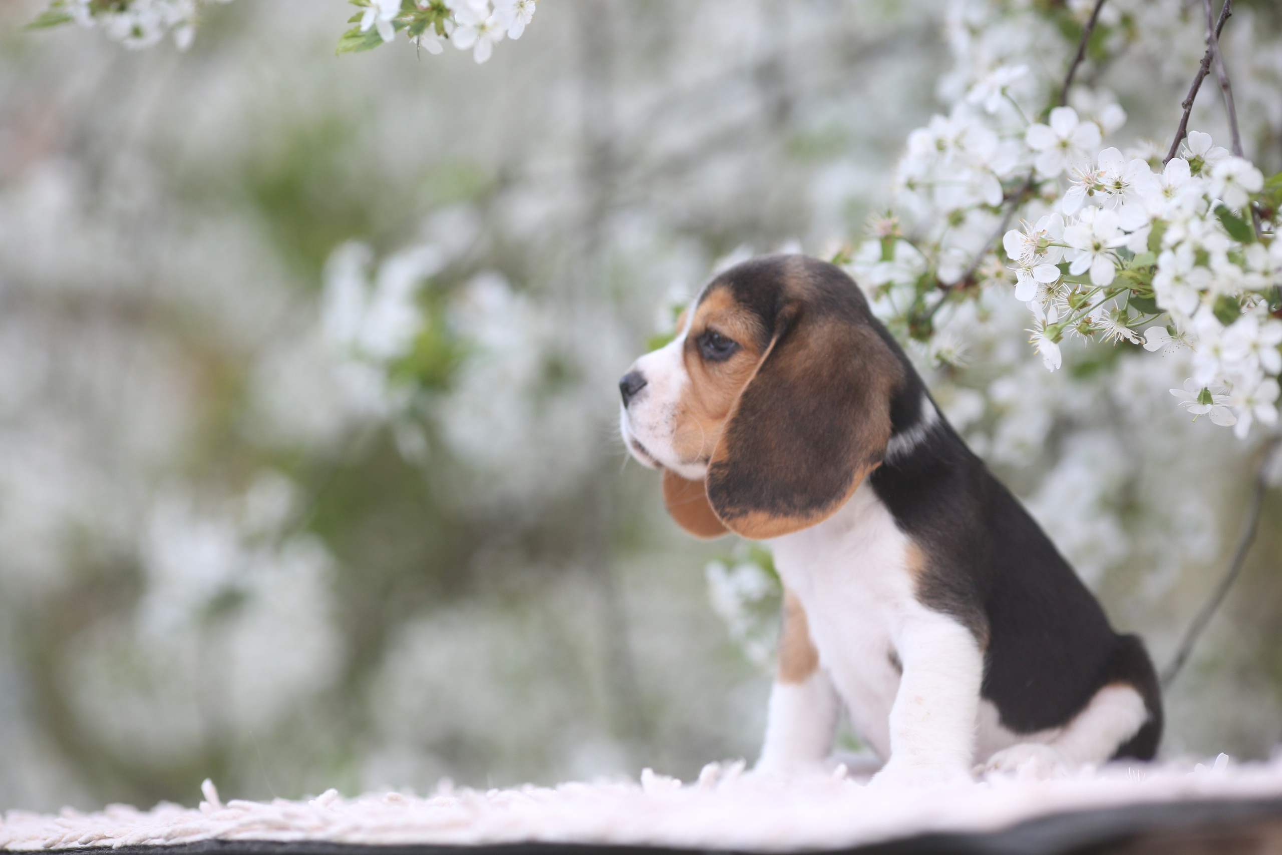 Litter T. Розплідник біглей в Україні