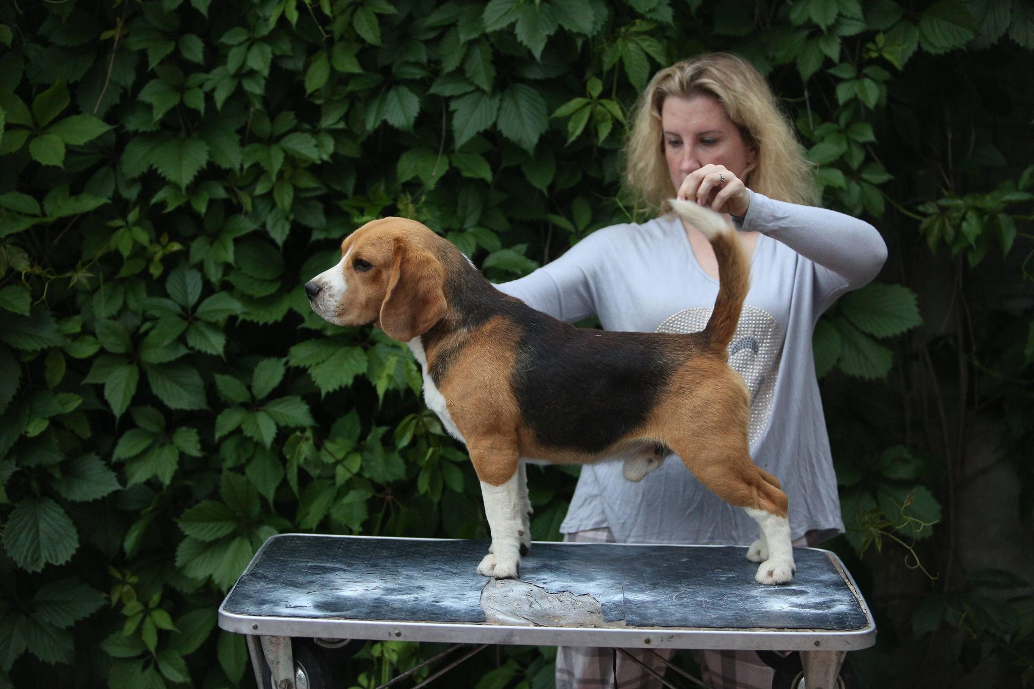 Ксандер. Розплідник біглей в Україні