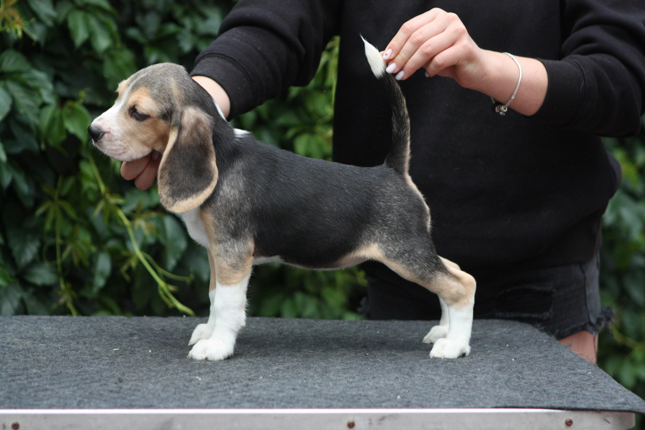 Леста и Єрик. Питомник биглей Selesta’s Dreams