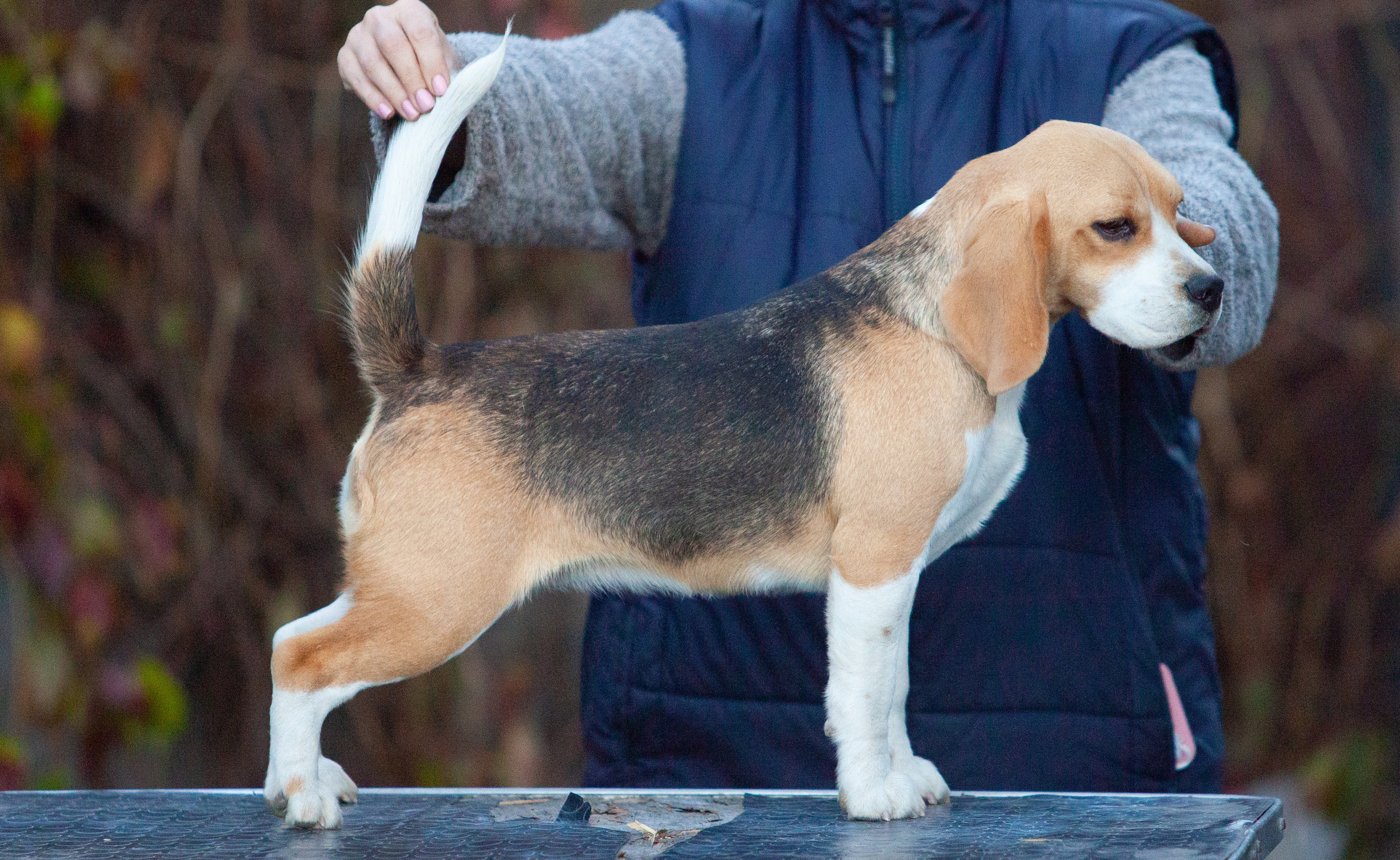 Biscuit. Питомник биглей Selesta’s Dreams