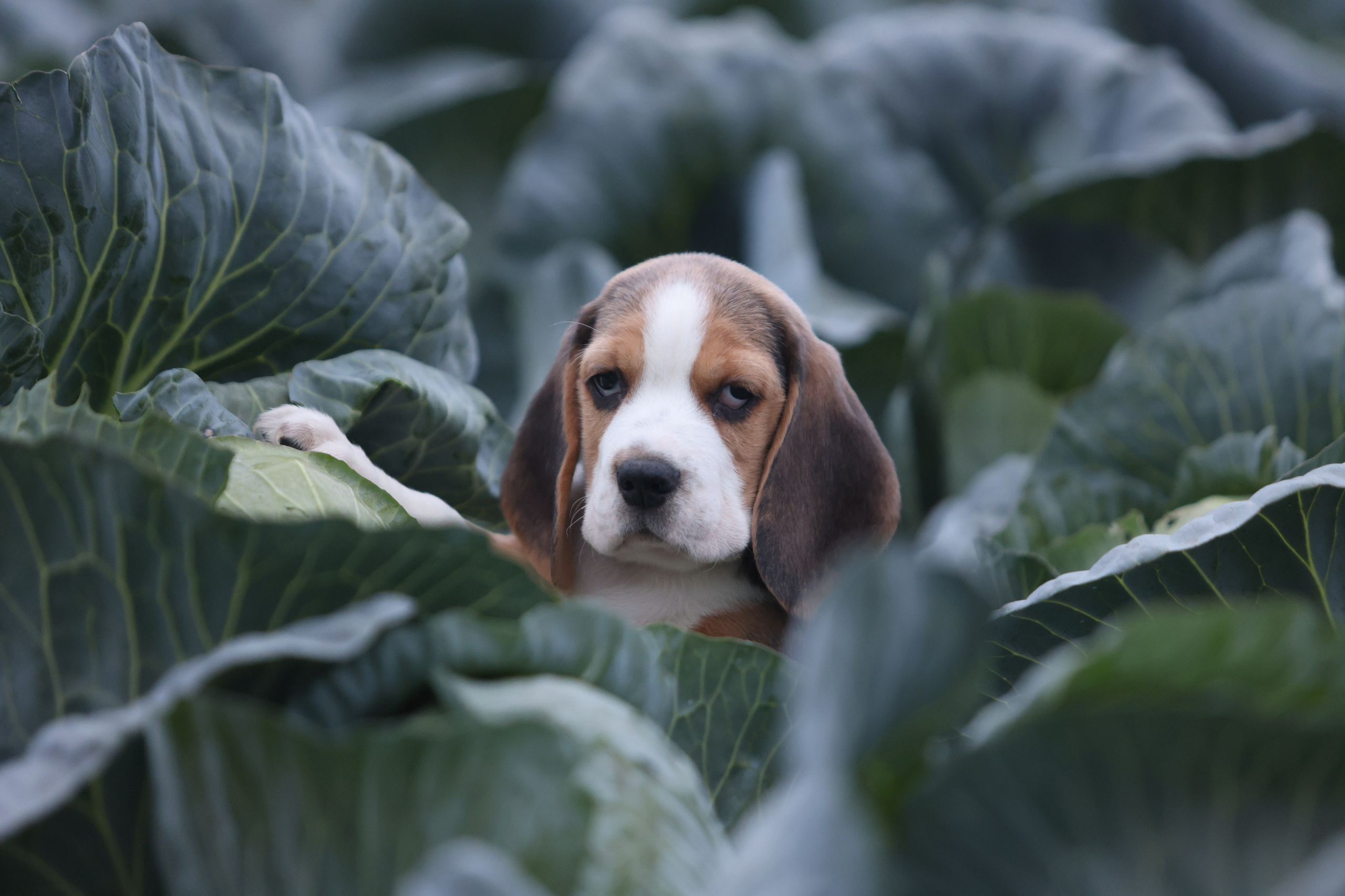 Приплод U. Розплідник біглей в Україні