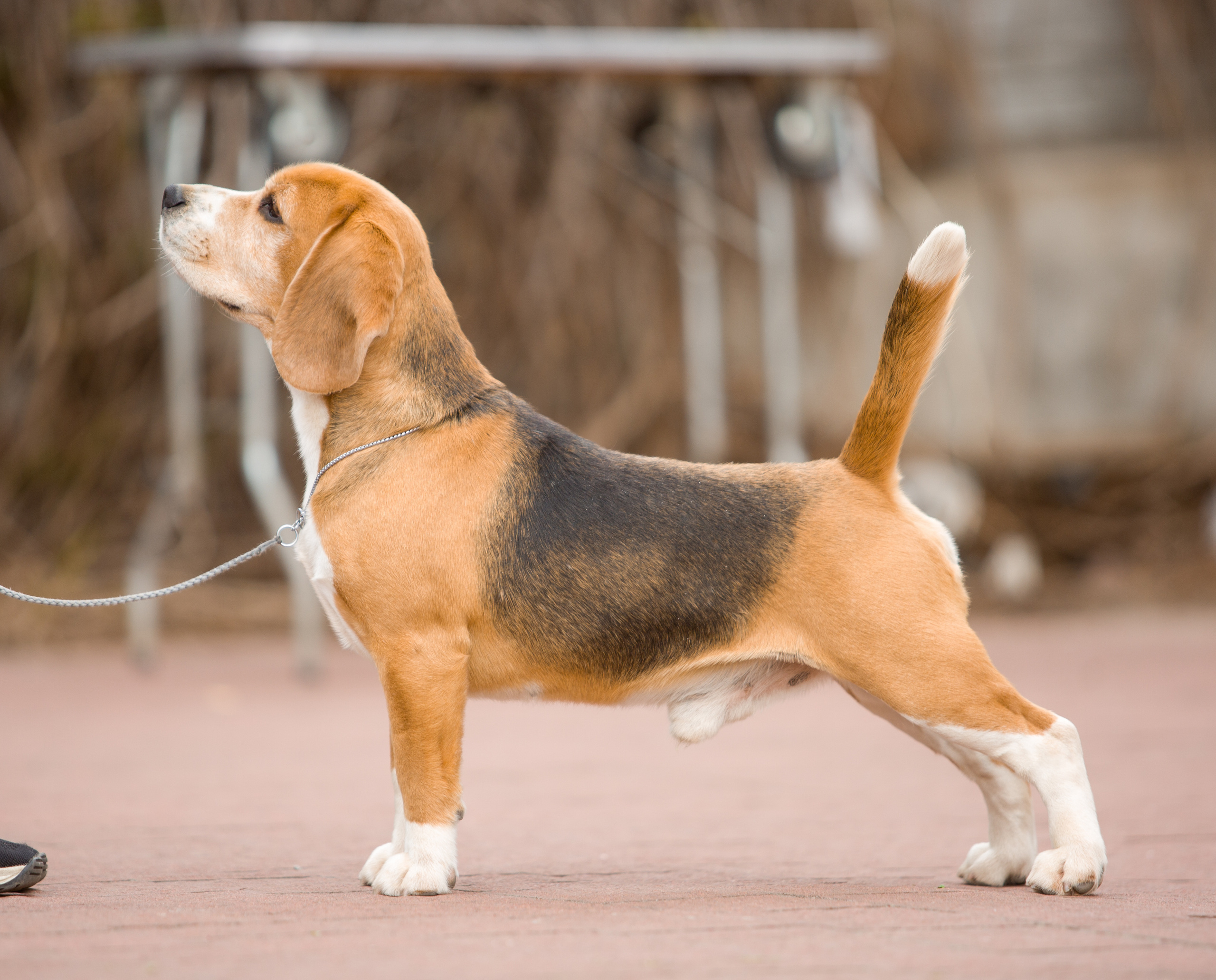 Prince. Питомник биглей Selesta’s Dreams