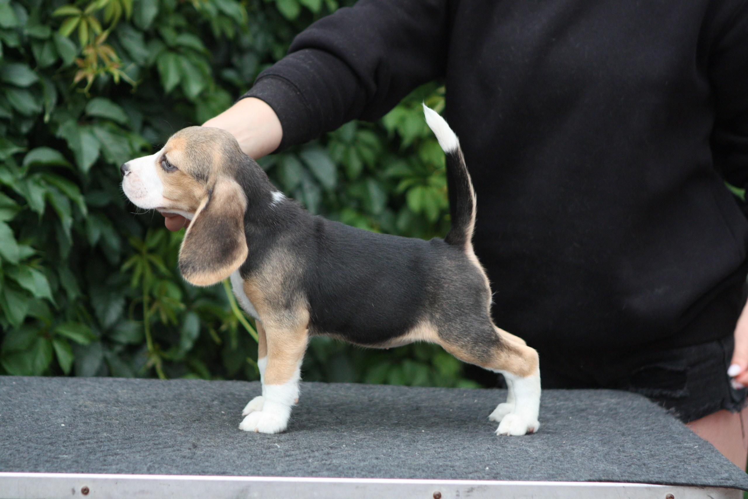 Леста и Єрик. Питомник биглей Selesta’s Dreams