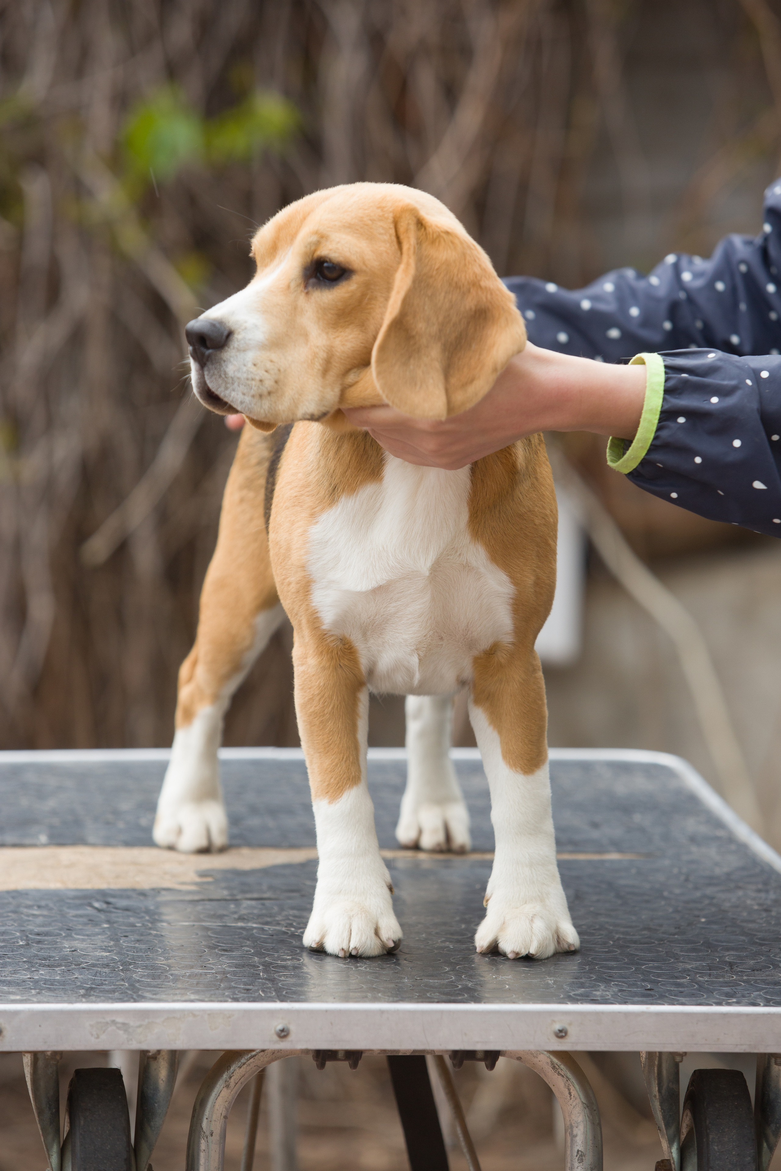 Інфінінті. Розплідник біглей в Україні