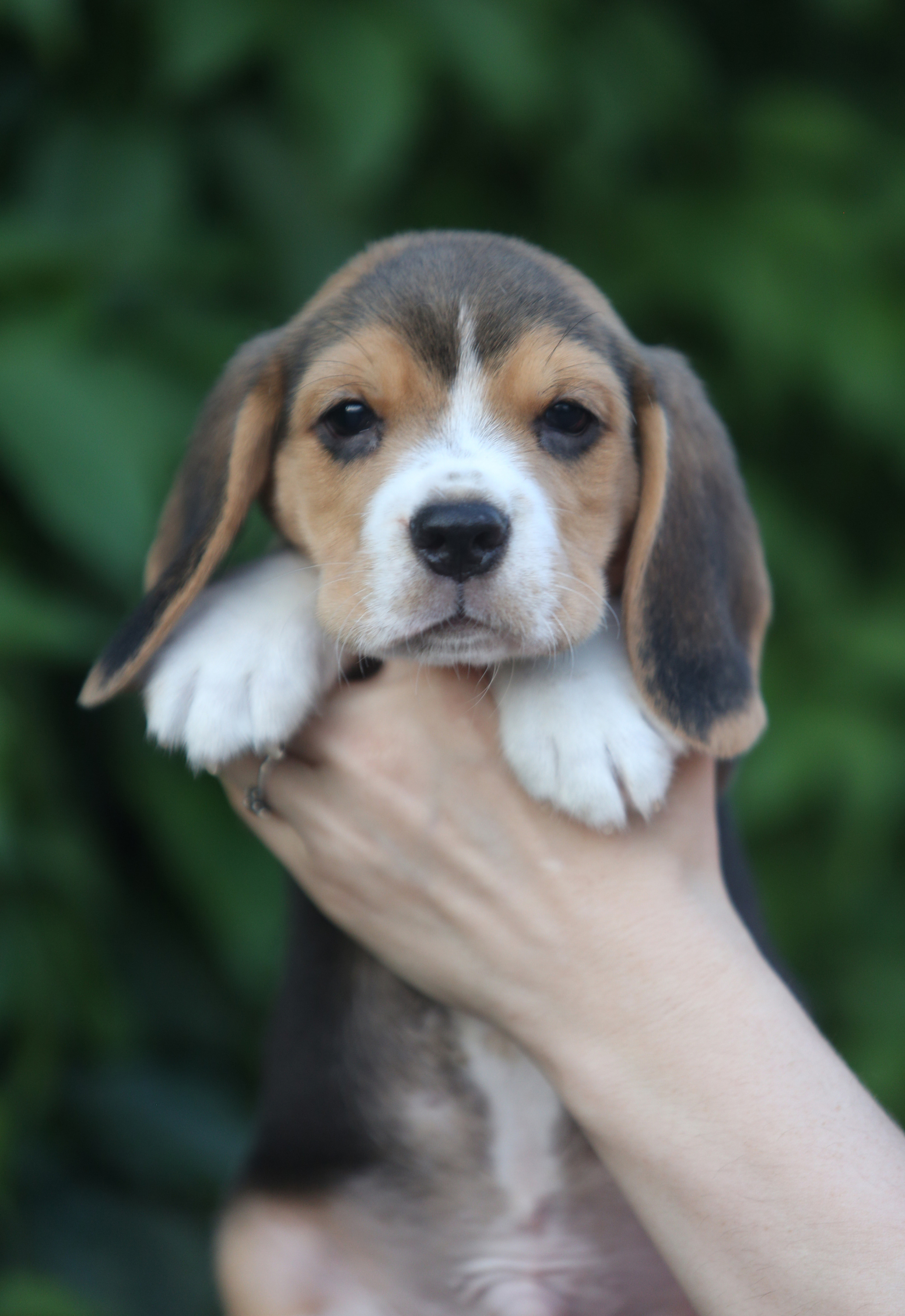 Латте и Принц. Питомник биглей Selesta’s Dreams