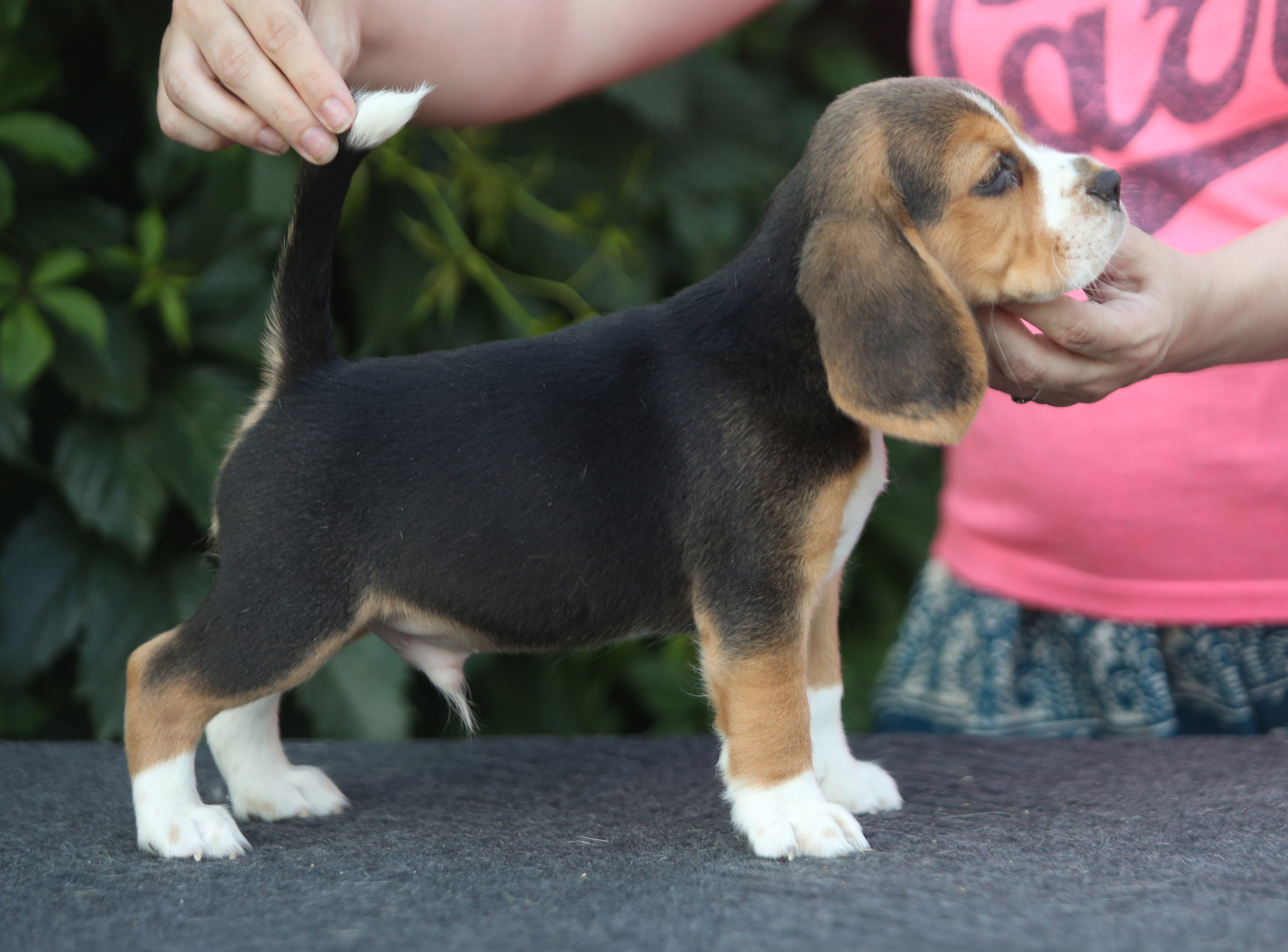 Латте и Принц. Питомник биглей Selesta’s Dreams