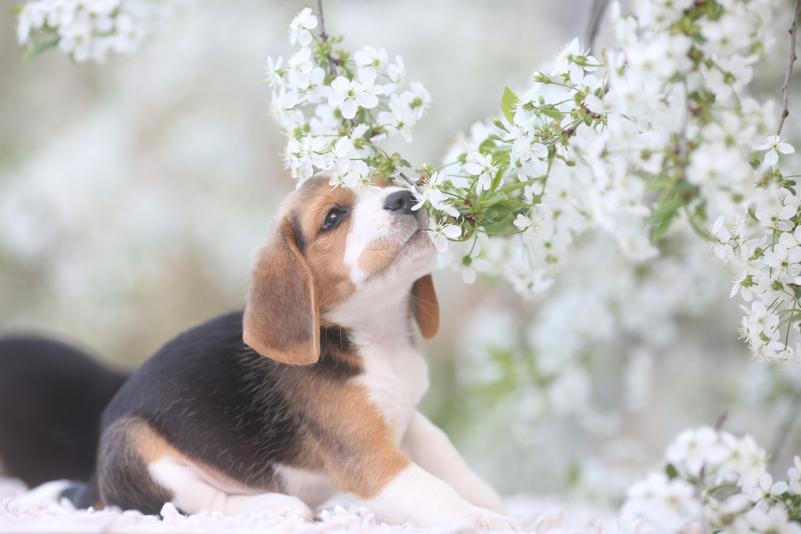 Litter T. Розплідник біглей в Україні