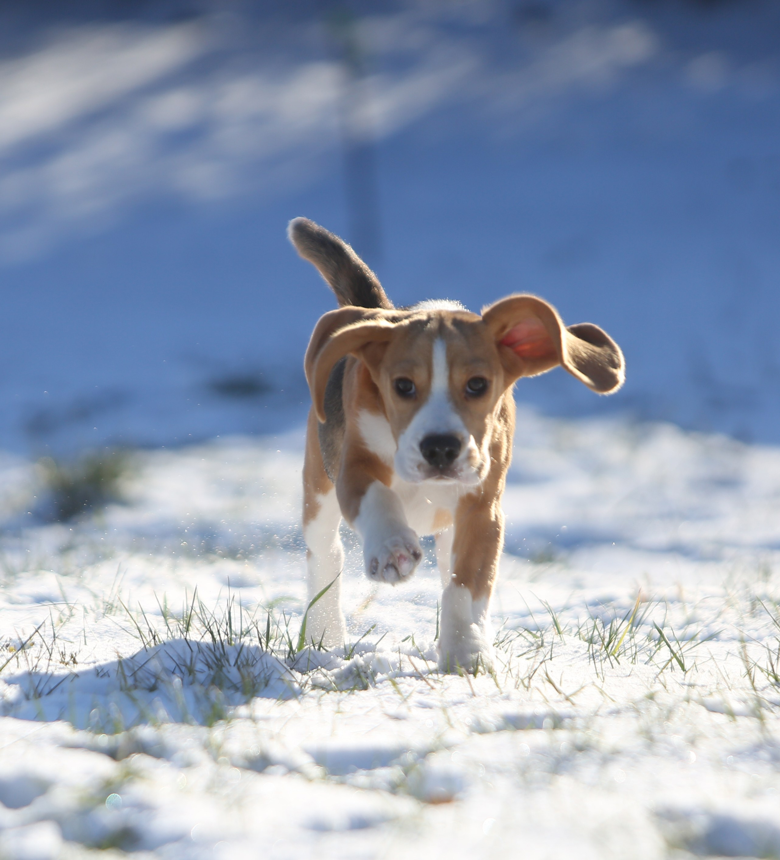 Кофе. Питомник биглей Selesta’s Dreams