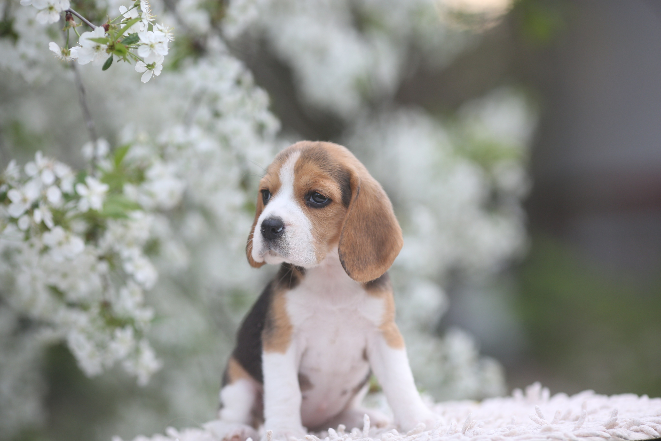 Litter T. Розплідник біглей в Україні