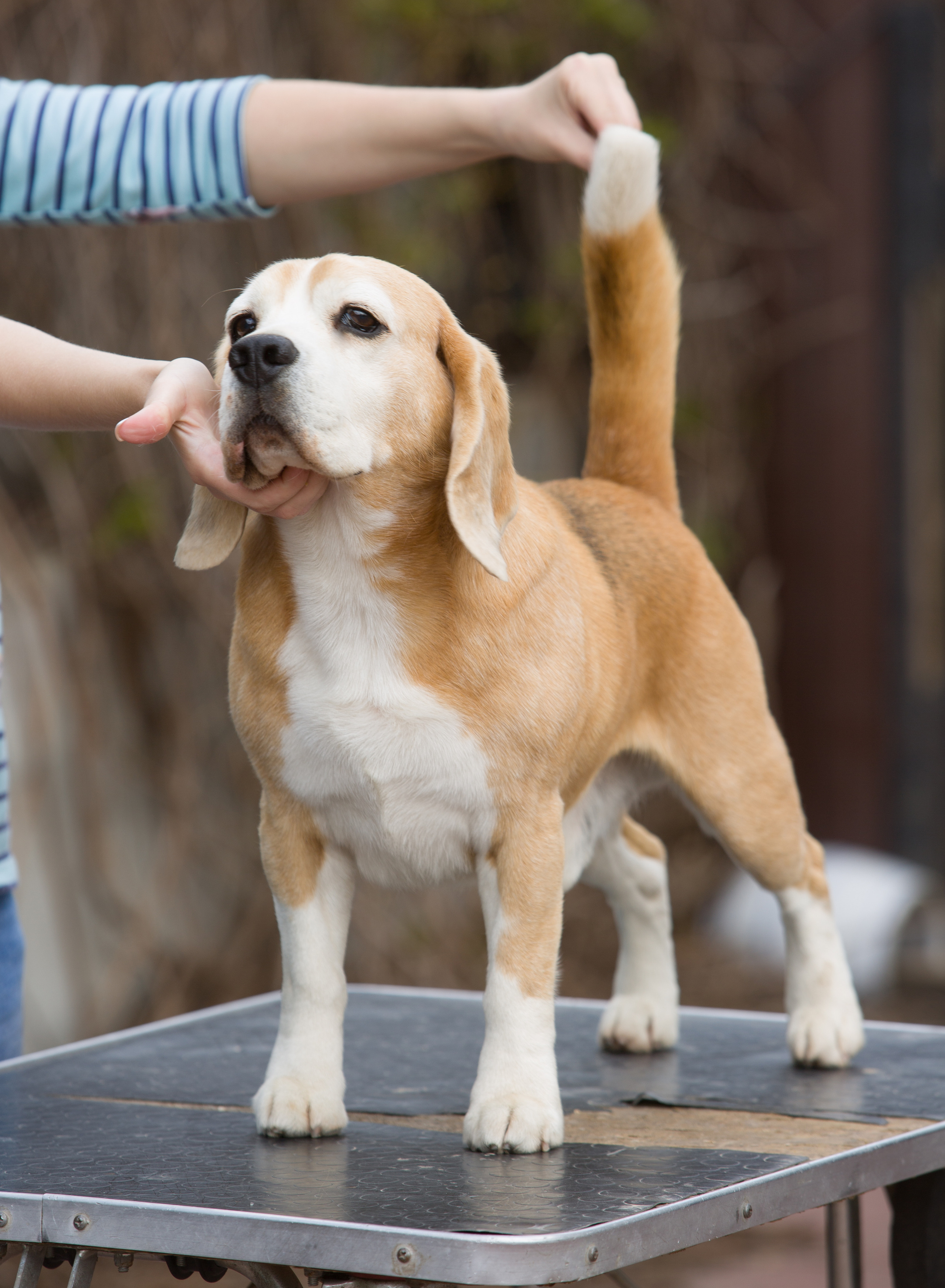 Pocket. Питомник биглей Selesta’s Dreams