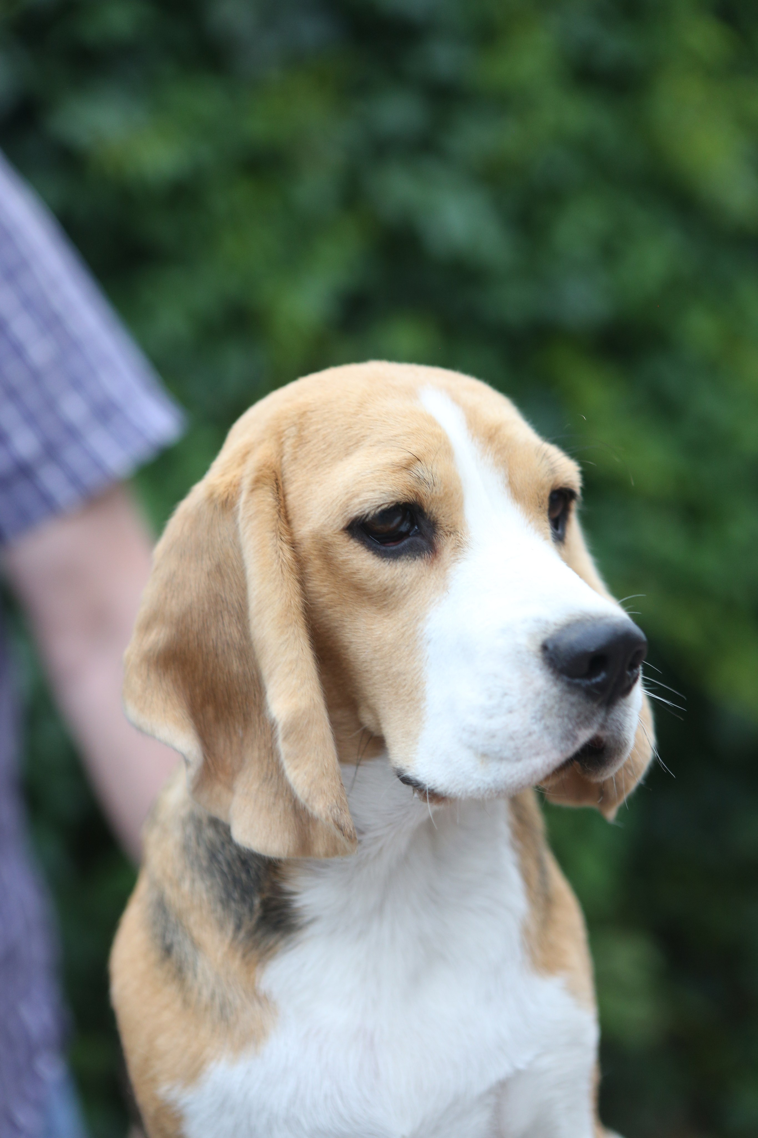 Мирабель. Питомник биглей Selesta’s Dreams