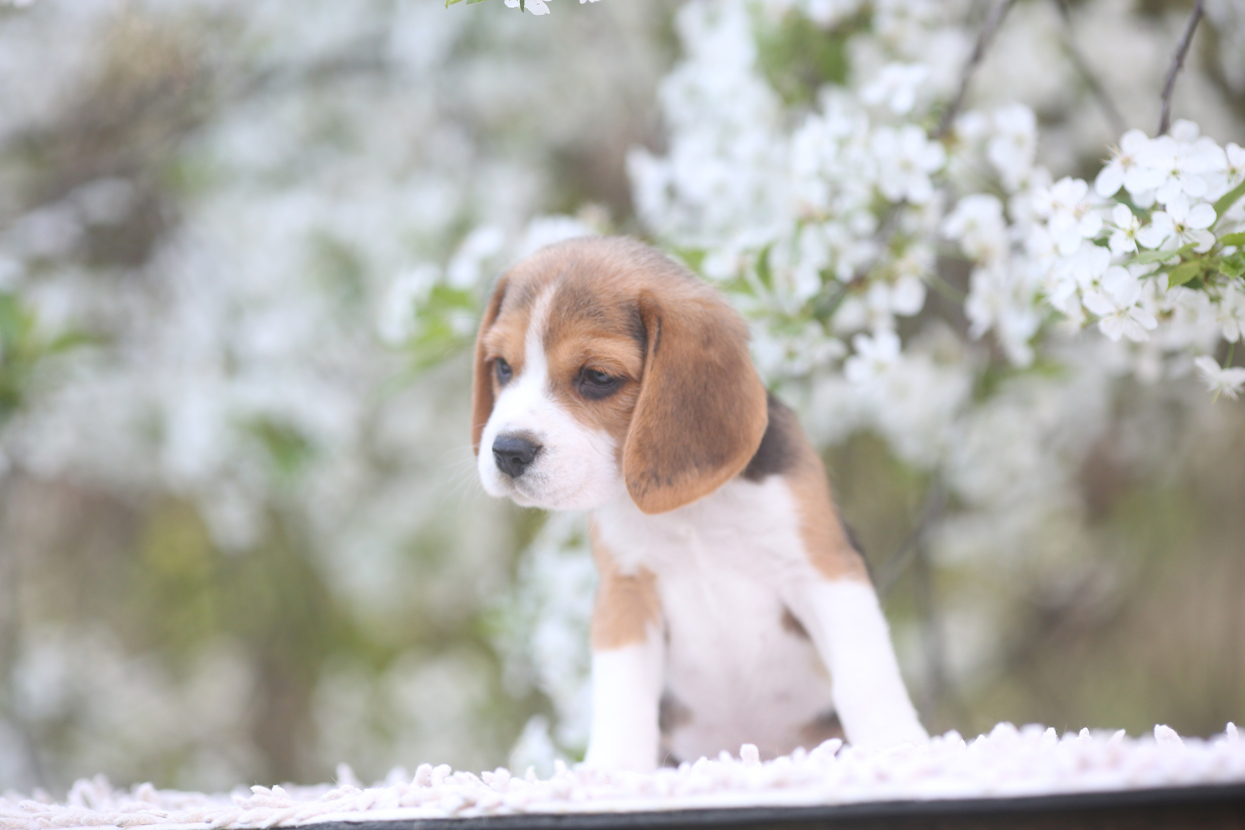 Litter T. Розплідник біглей в Україні