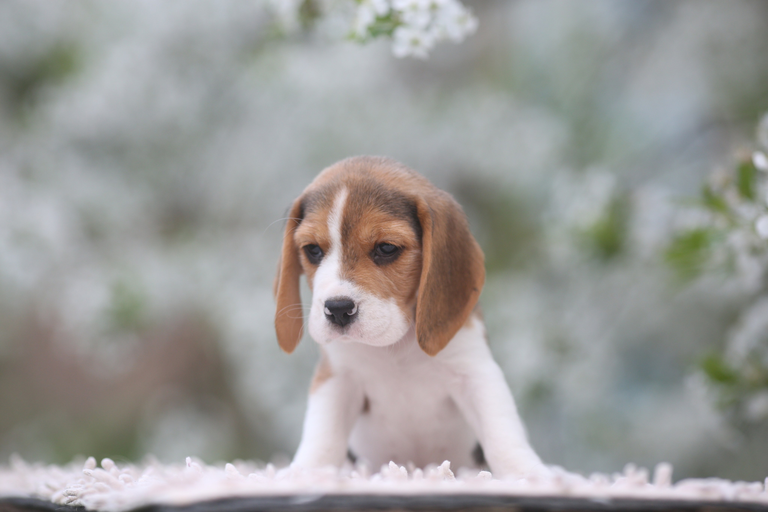 Litter T. Розплідник біглей в Україні