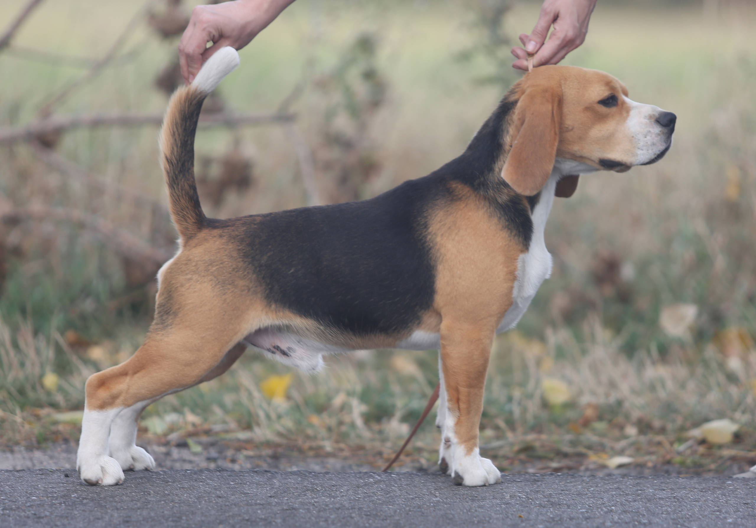 Krepish. Питомник биглей Selesta’s Dreams