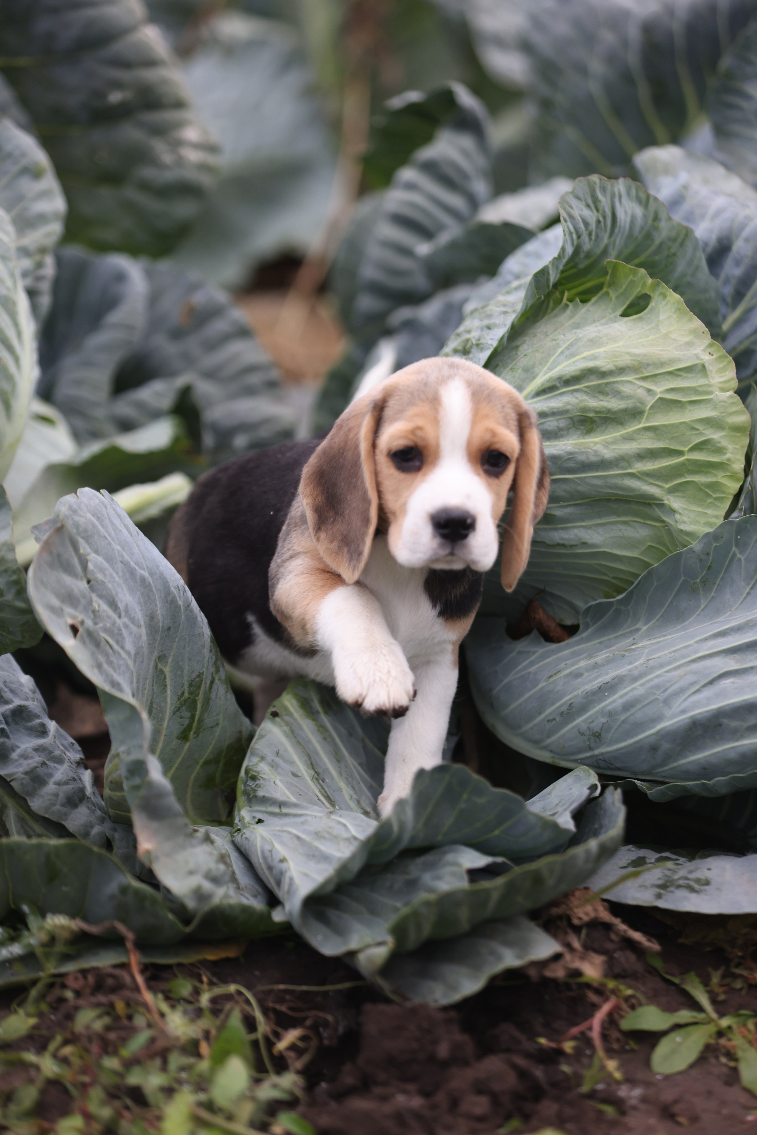 Приплод U. Розплідник біглей в Україні
