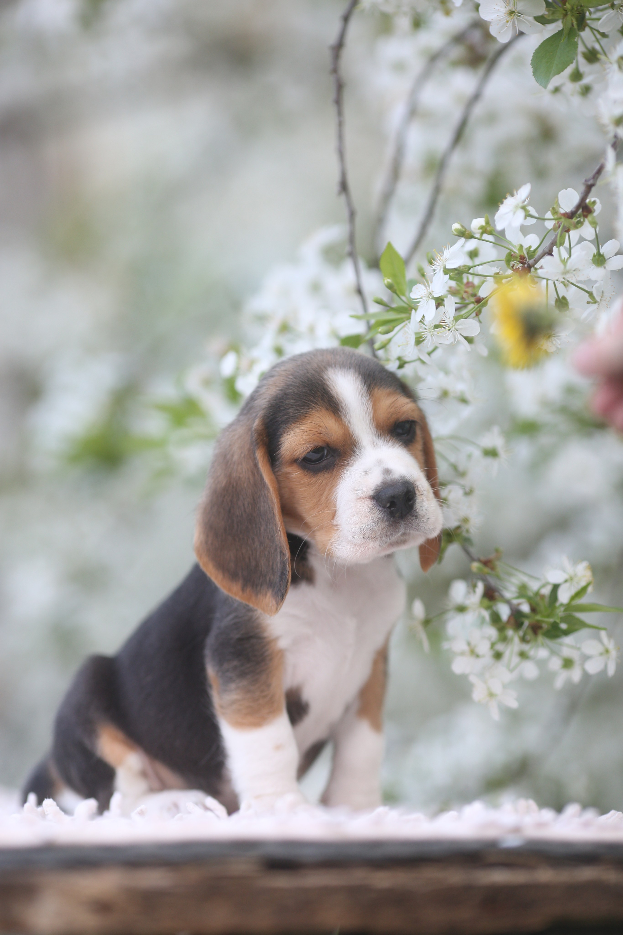 Litter T. Розплідник біглей в Україні