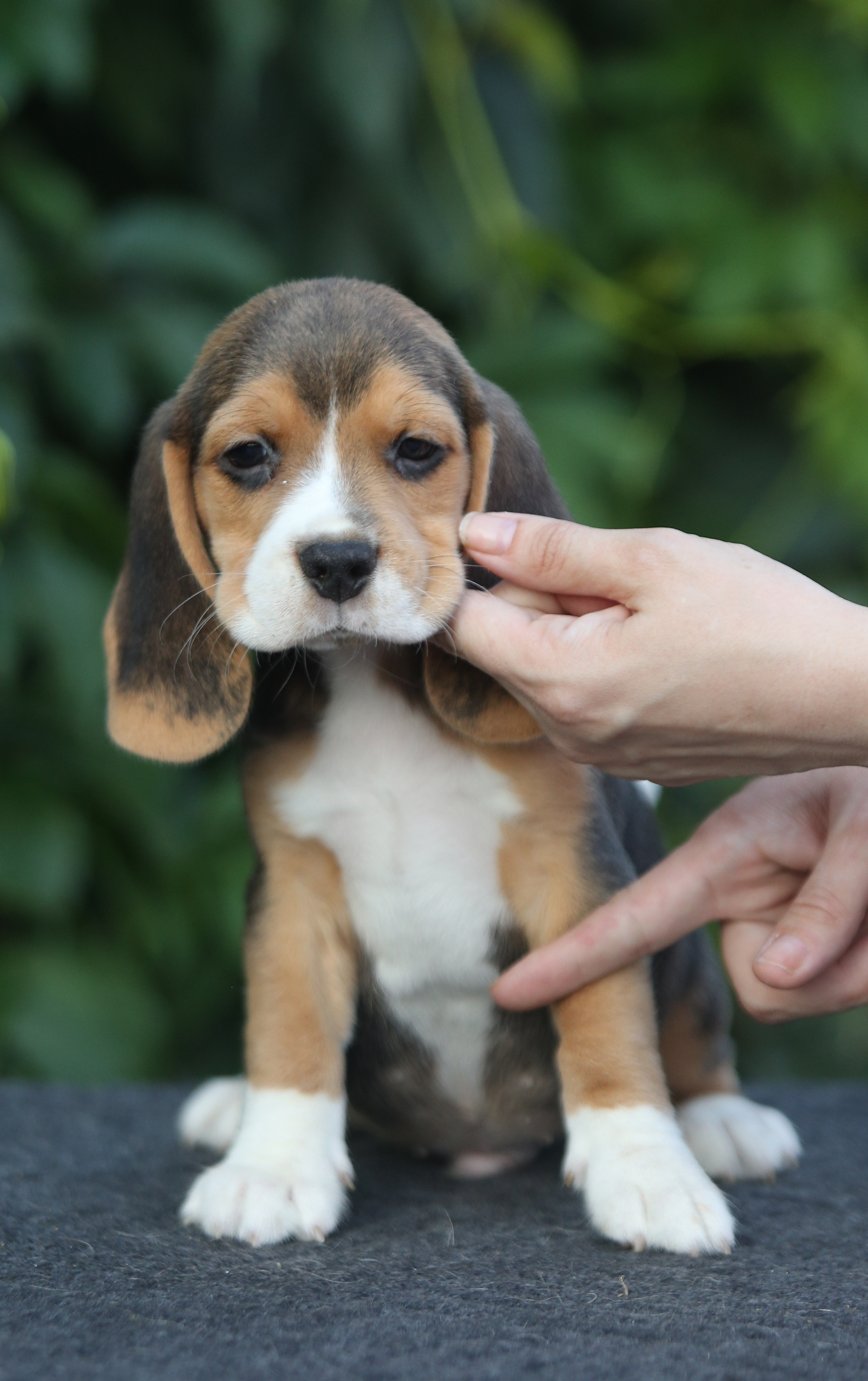 Латте и Принц. Питомник биглей Selesta’s Dreams