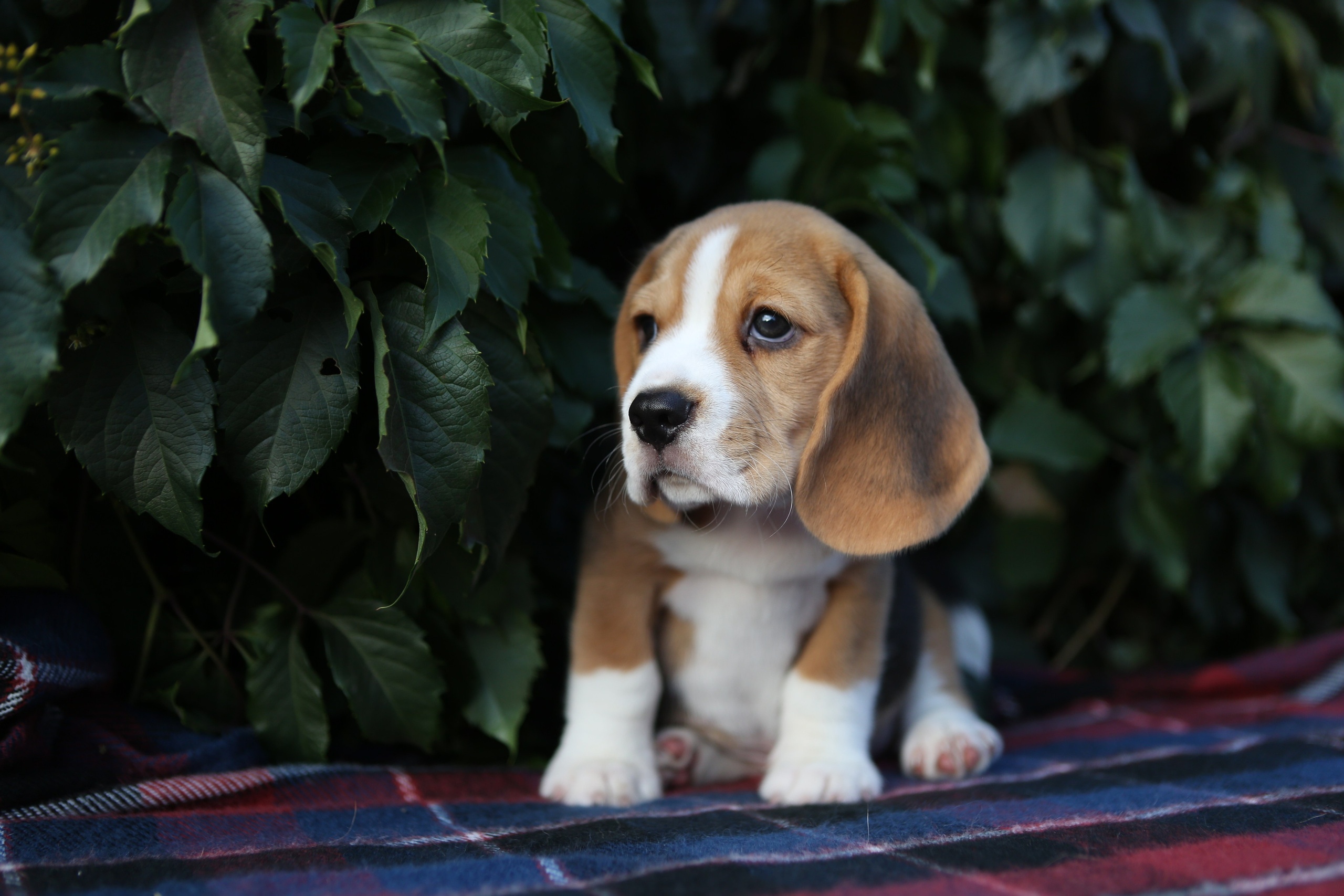 Кофе. Питомник биглей Selesta’s Dreams