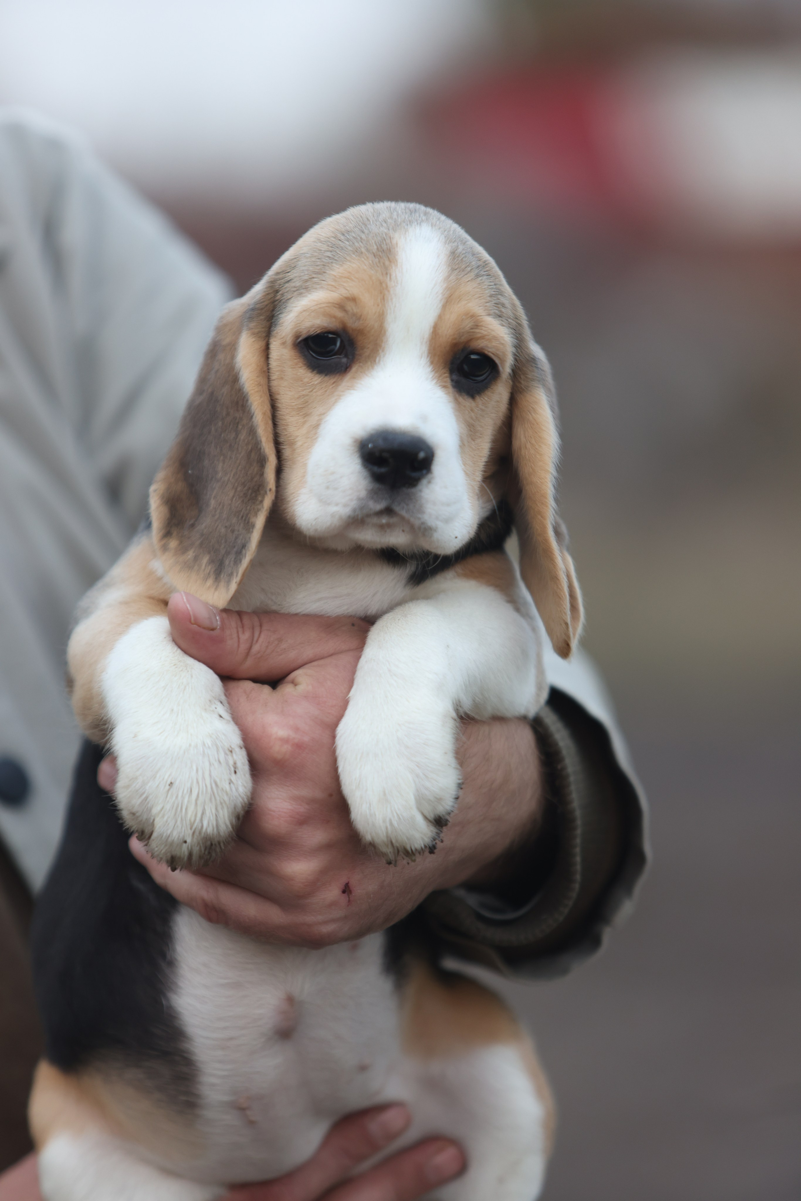 Приплод U. Розплідник біглей в Україні