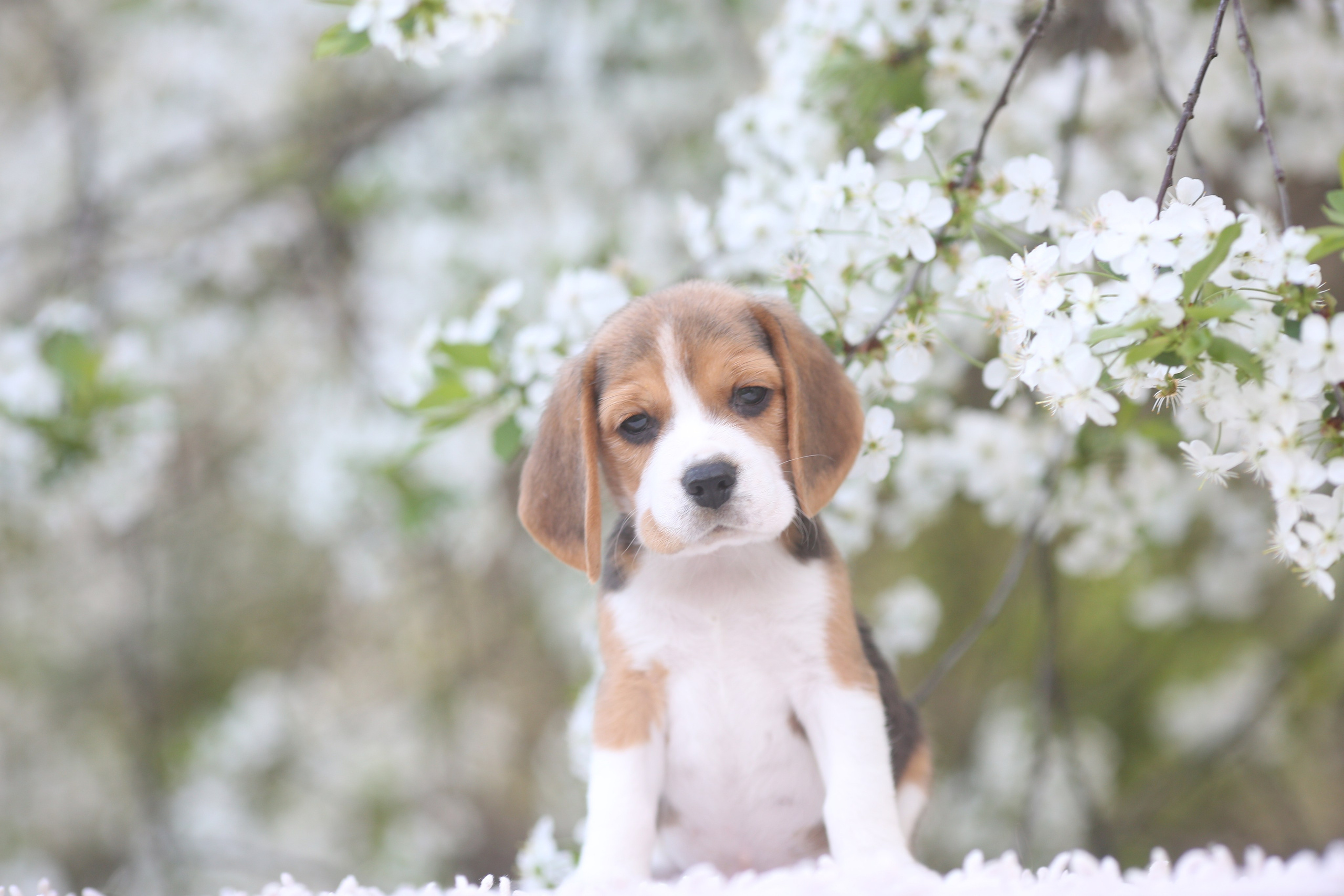 Litter T. Розплідник біглей в Україні