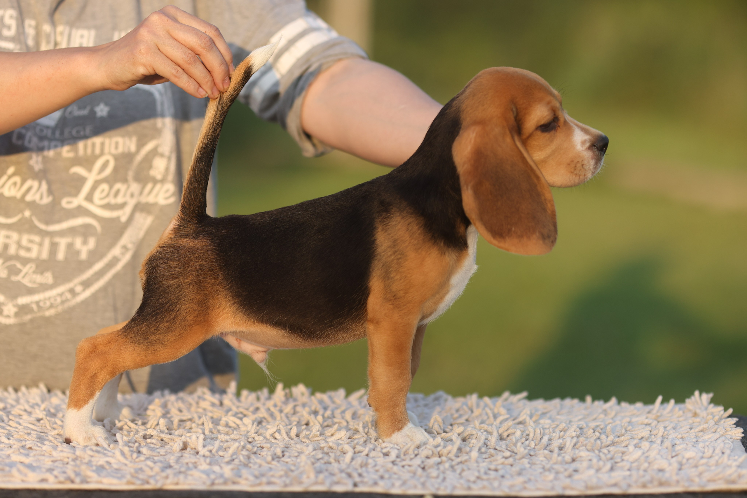 Litter T. Розплідник біглей в Україні