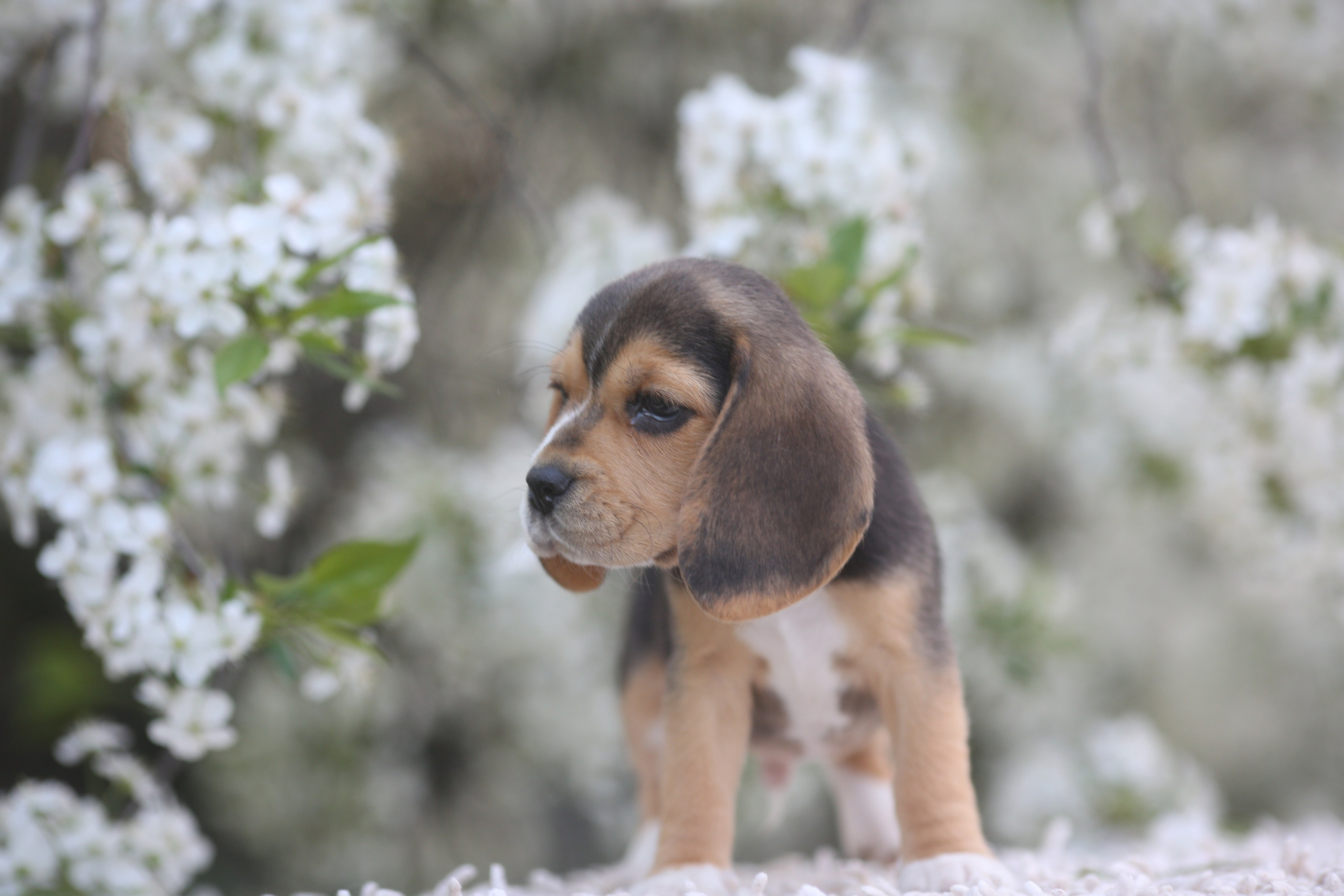 Litter T. Розплідник біглей в Україні