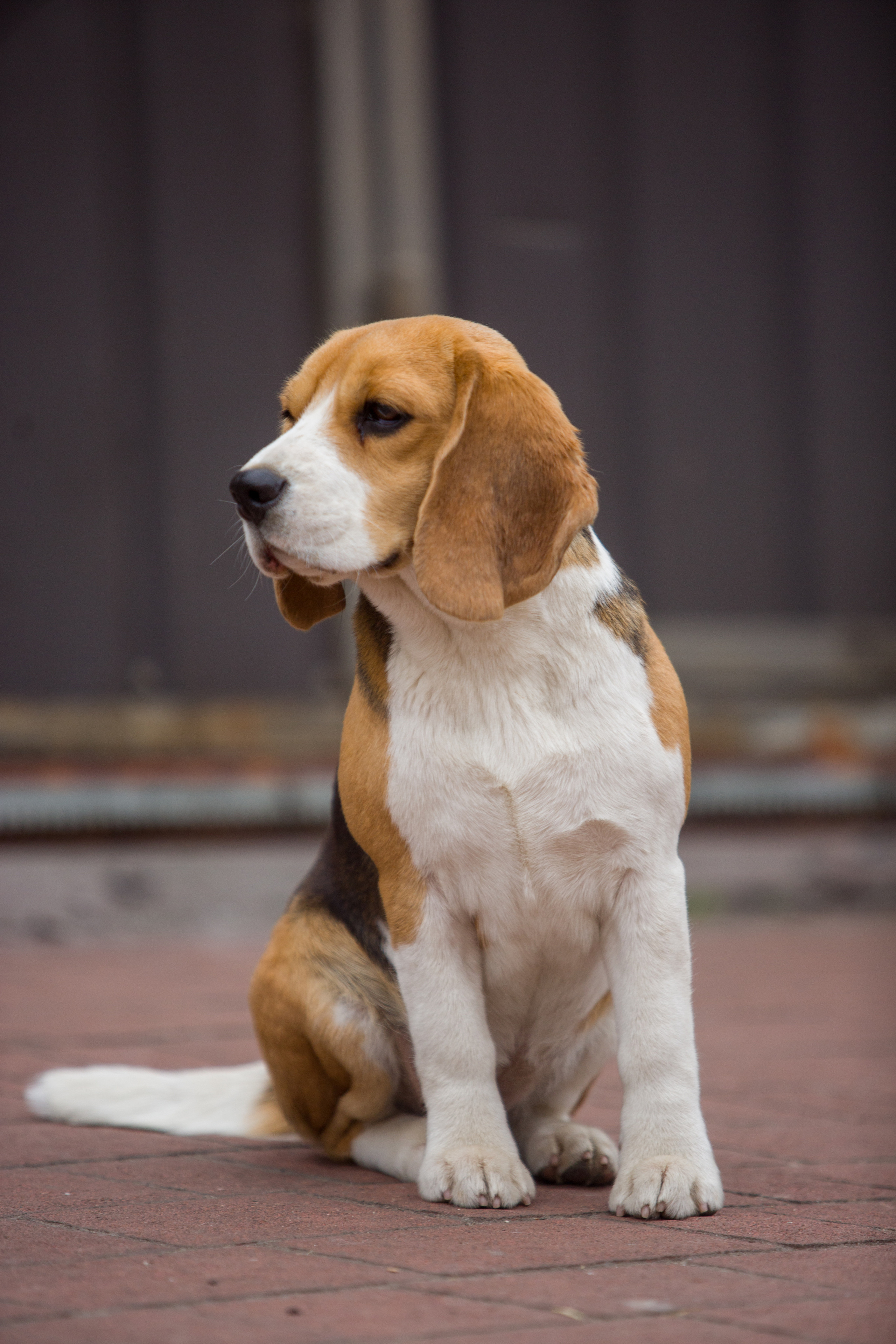 Wella. Питомник биглей Selesta’s Dreams