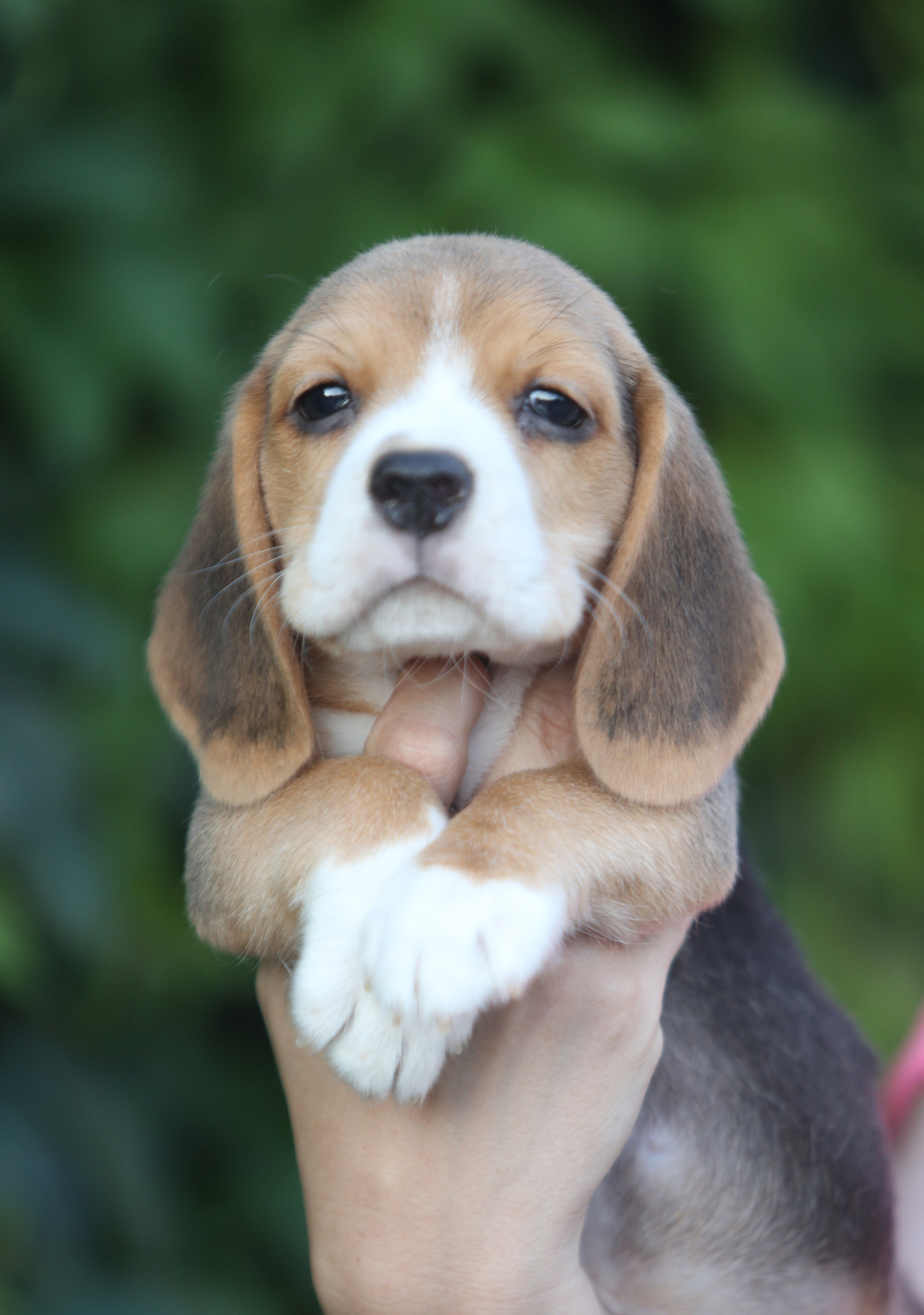 Латте и Принц. Питомник биглей Selesta’s Dreams