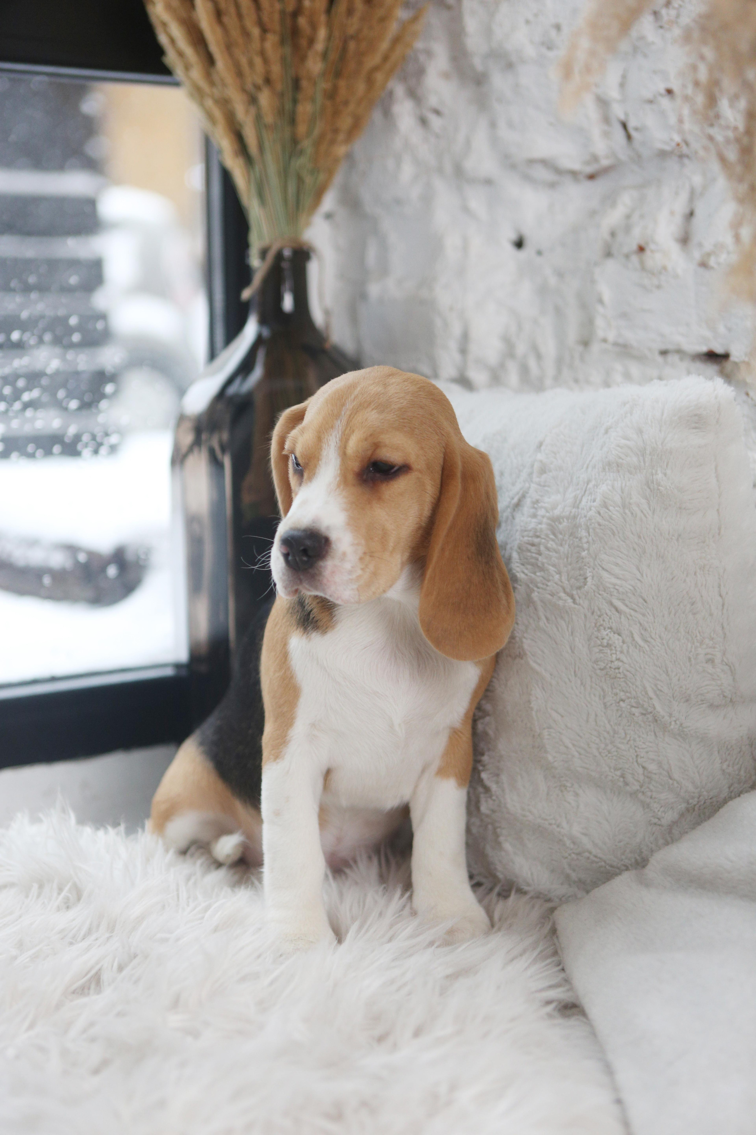 Biscuit. Питомник биглей Selesta’s Dreams