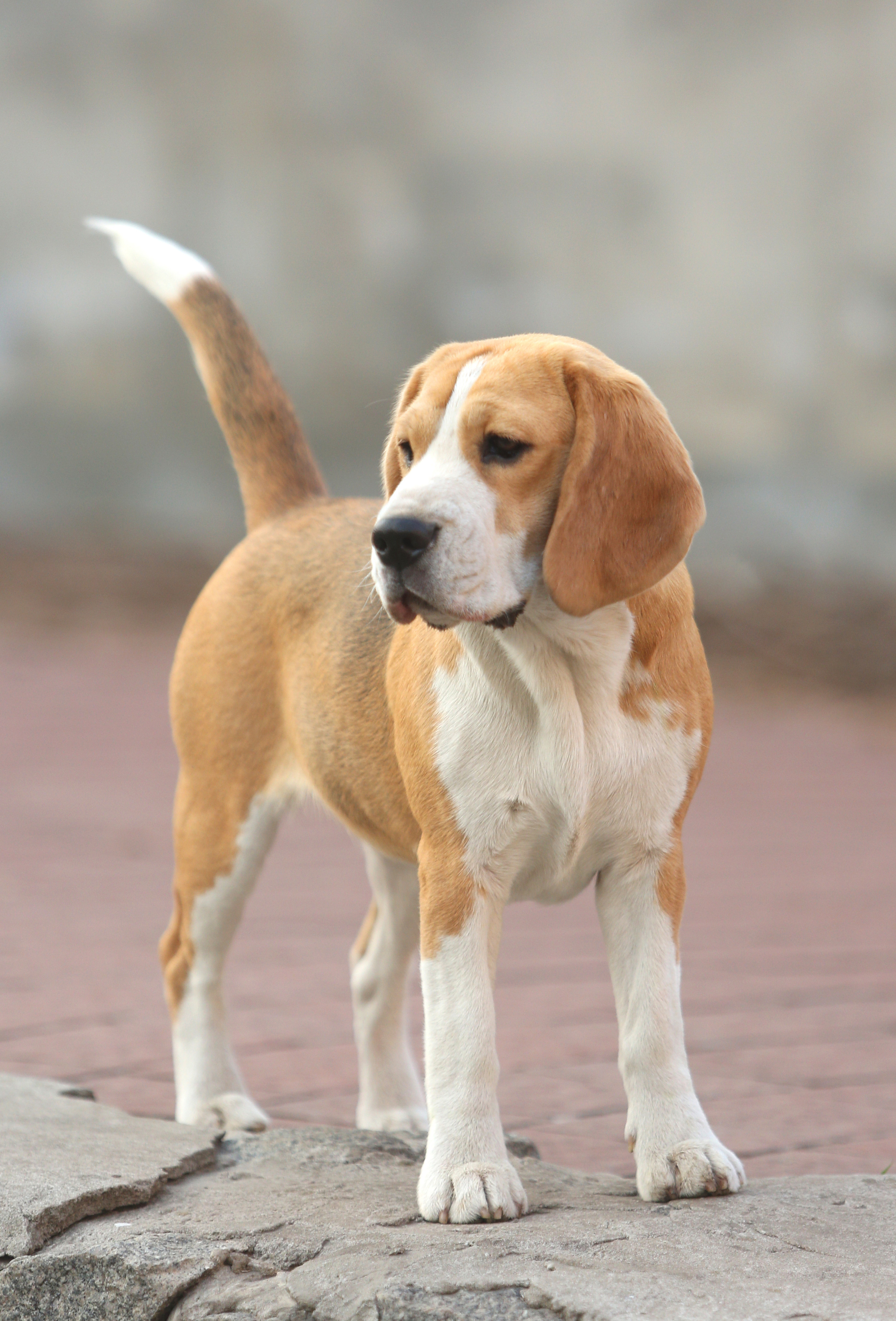 Леста. Розплідник біглей в Україні