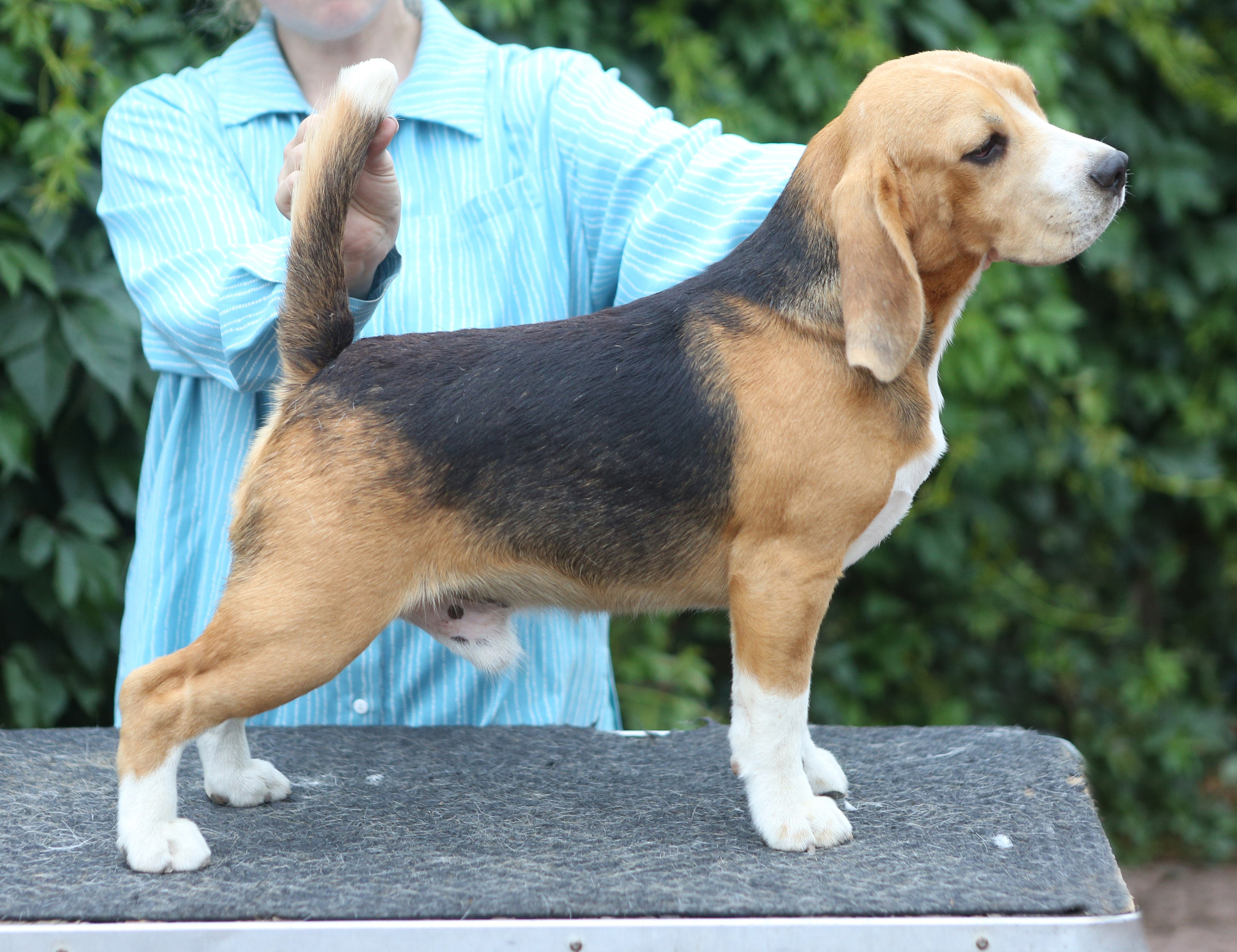 SD Incredible me. Розплідник біглей в Україні