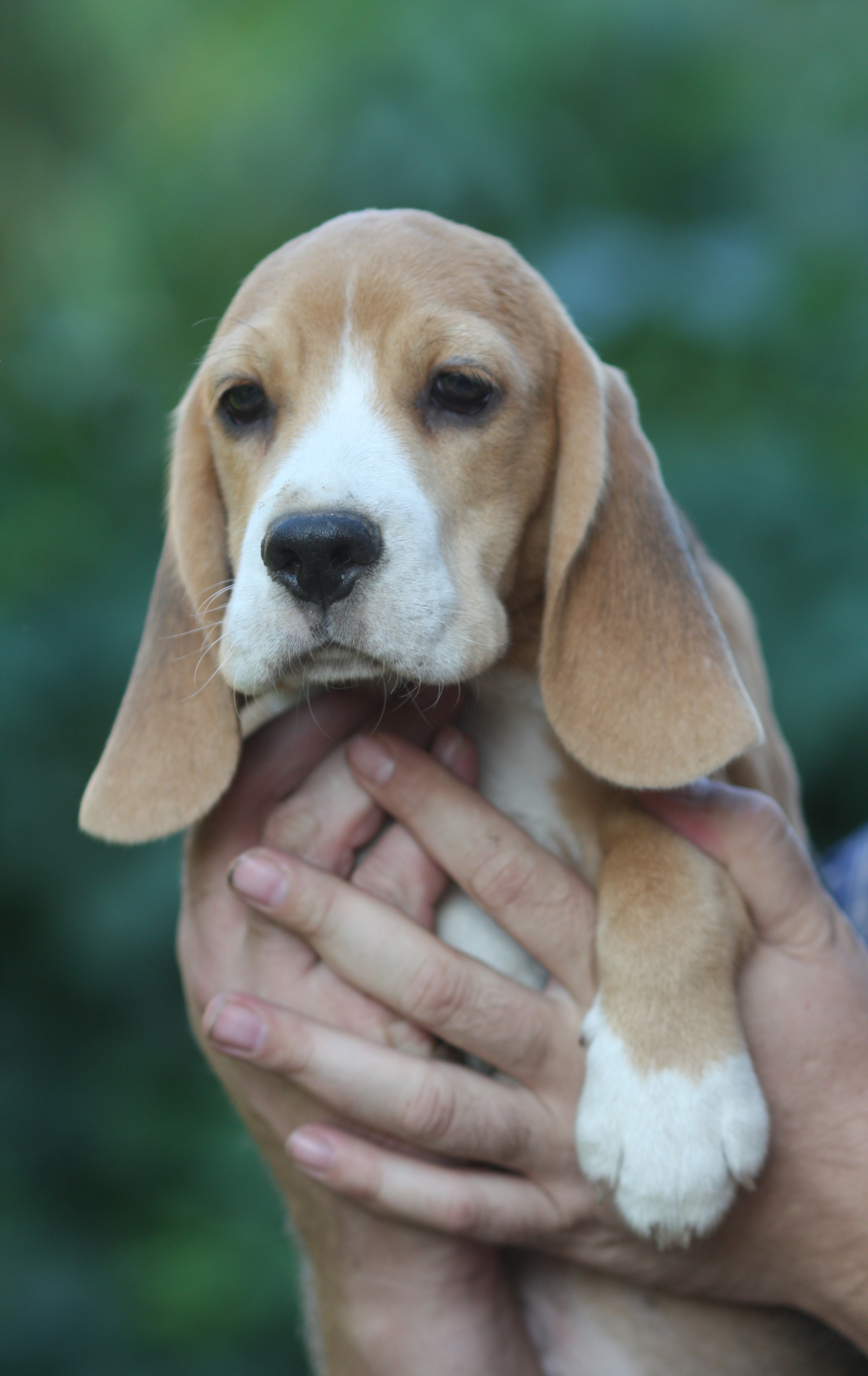 Латте и Принц. Питомник биглей Selesta’s Dreams