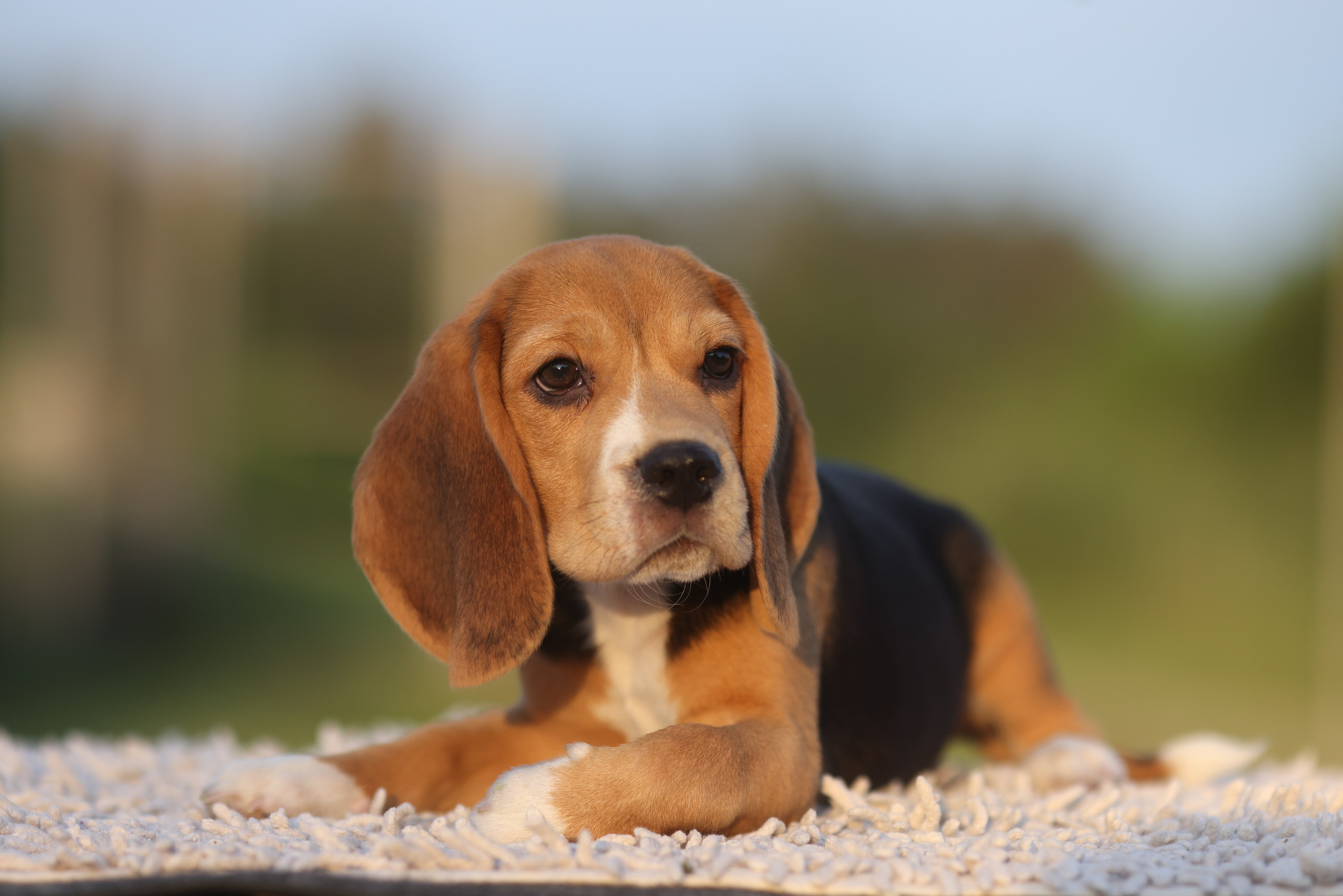 Litter T. Розплідник біглей в Україні