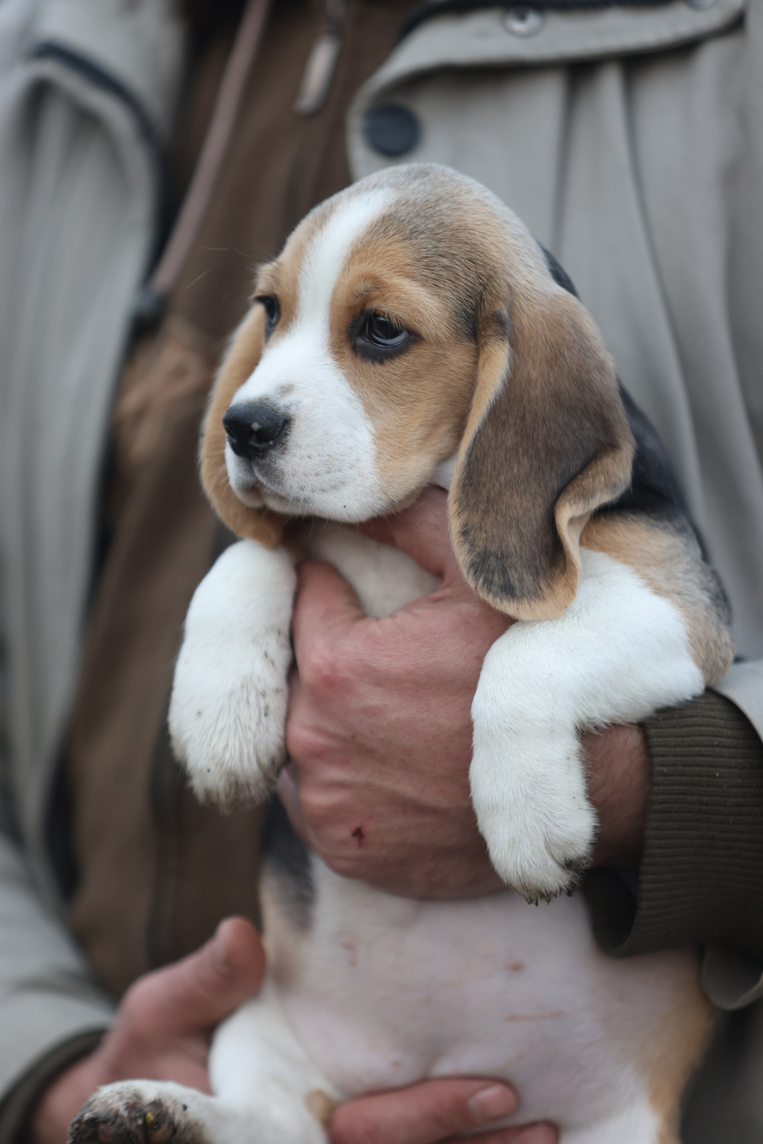 Приплод U. Розплідник біглей в Україні