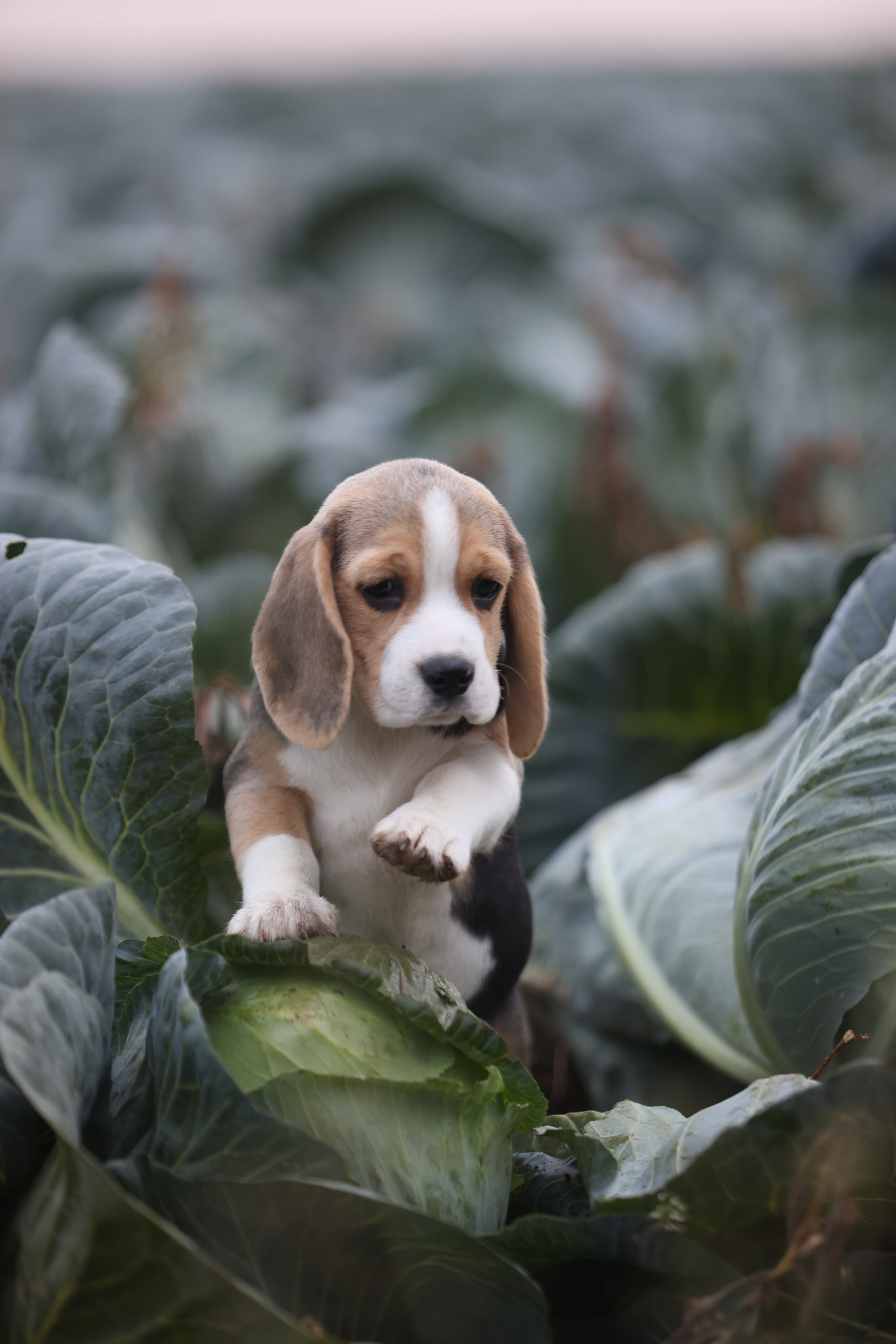Приплод U. Розплідник біглей в Україні