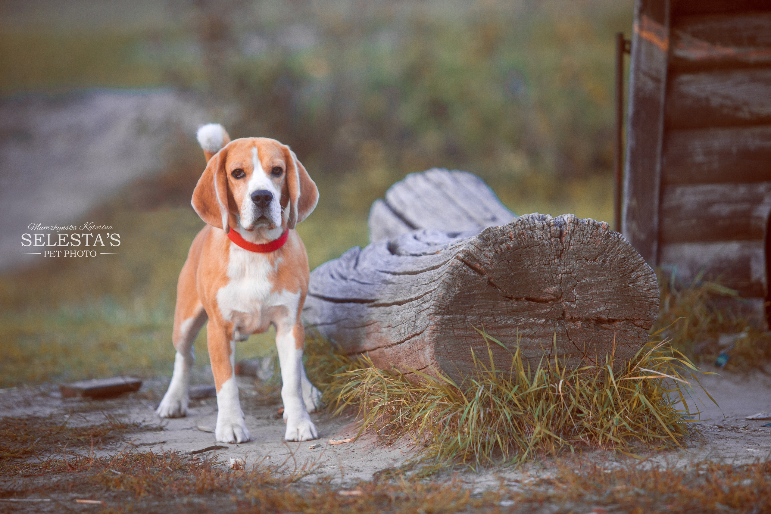 Leo. Питомник биглей Selesta’s Dreams