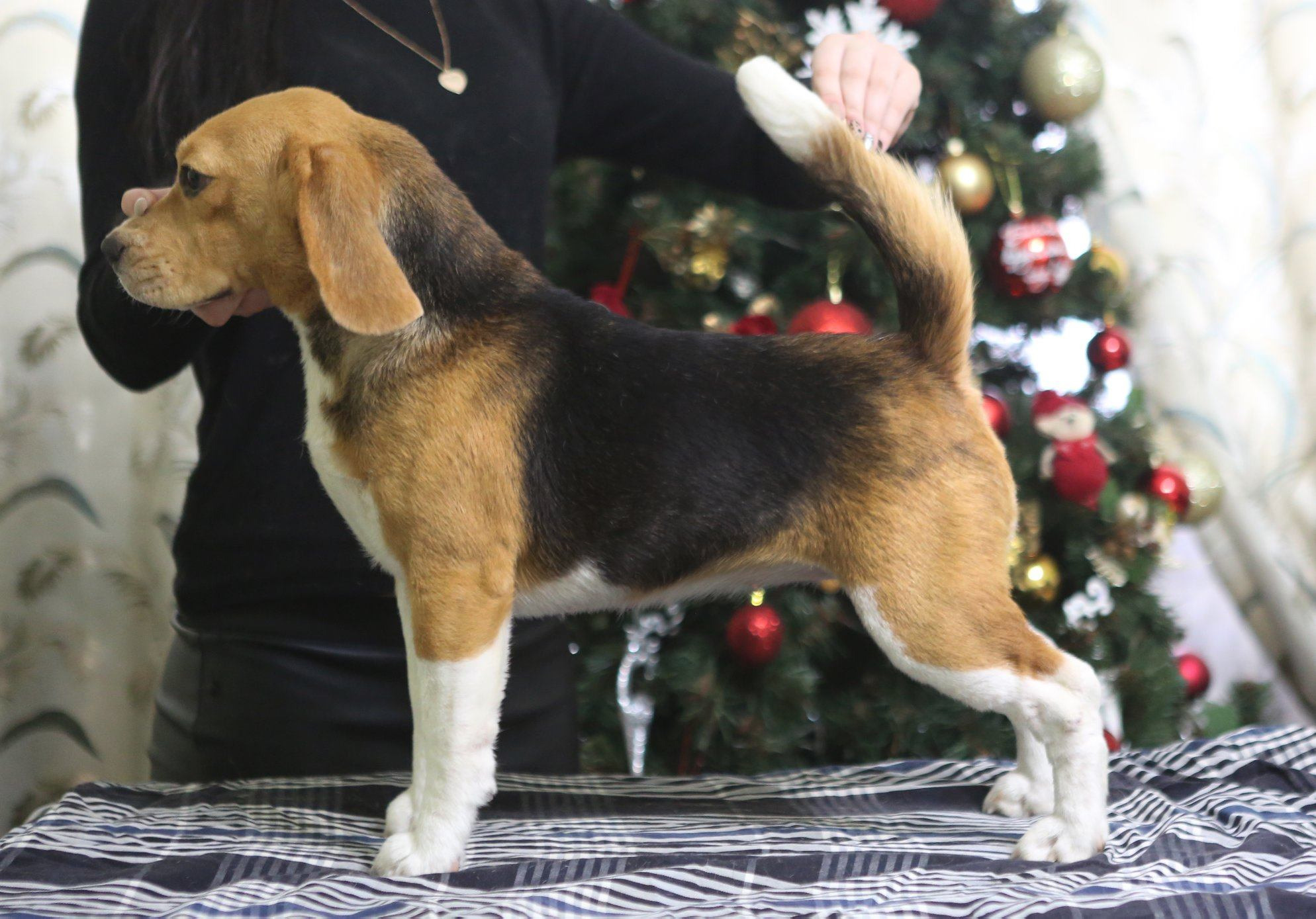 Персик. Розплідник біглей в Україні