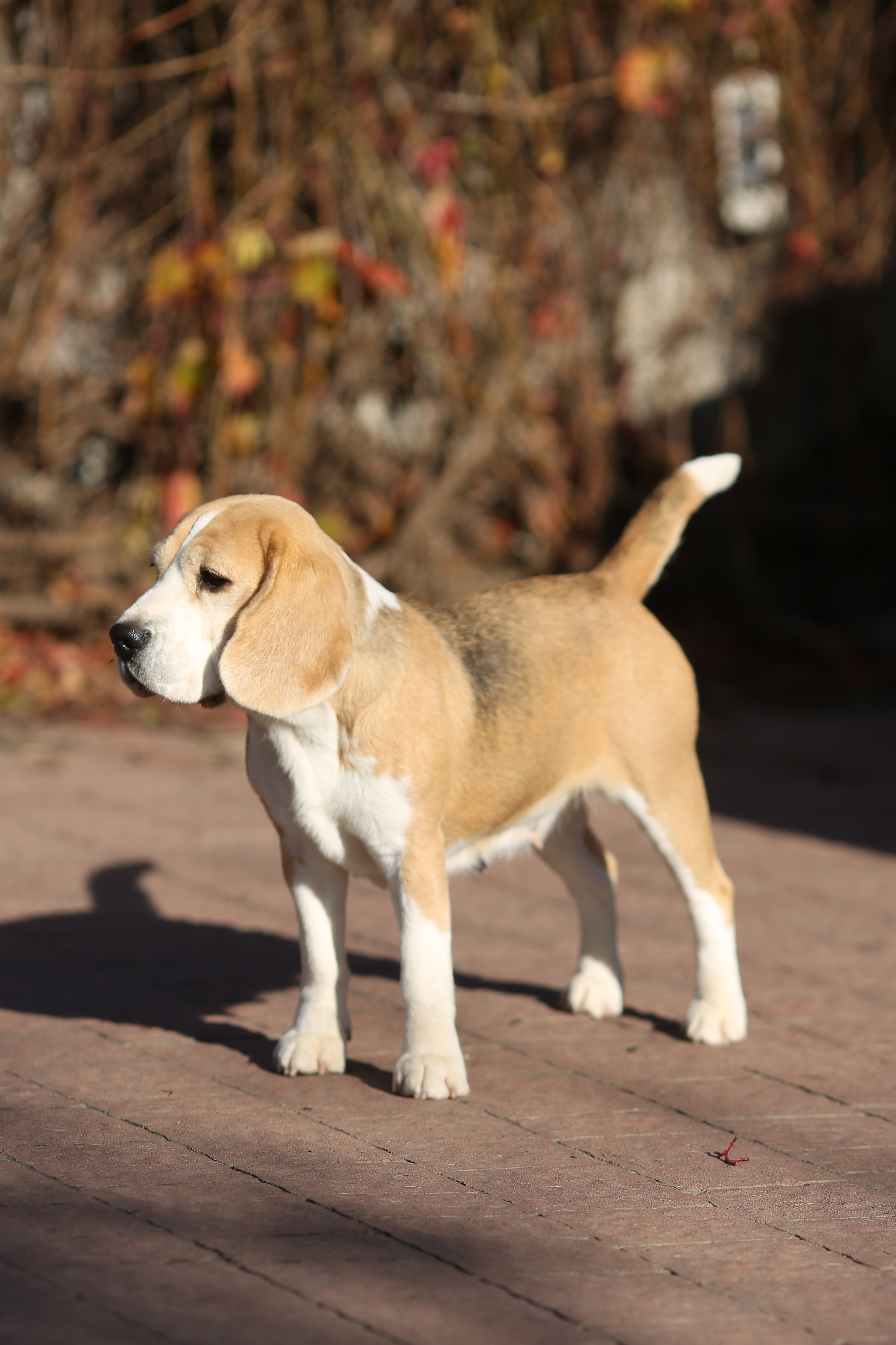 Леста. Розплідник біглей в Україні