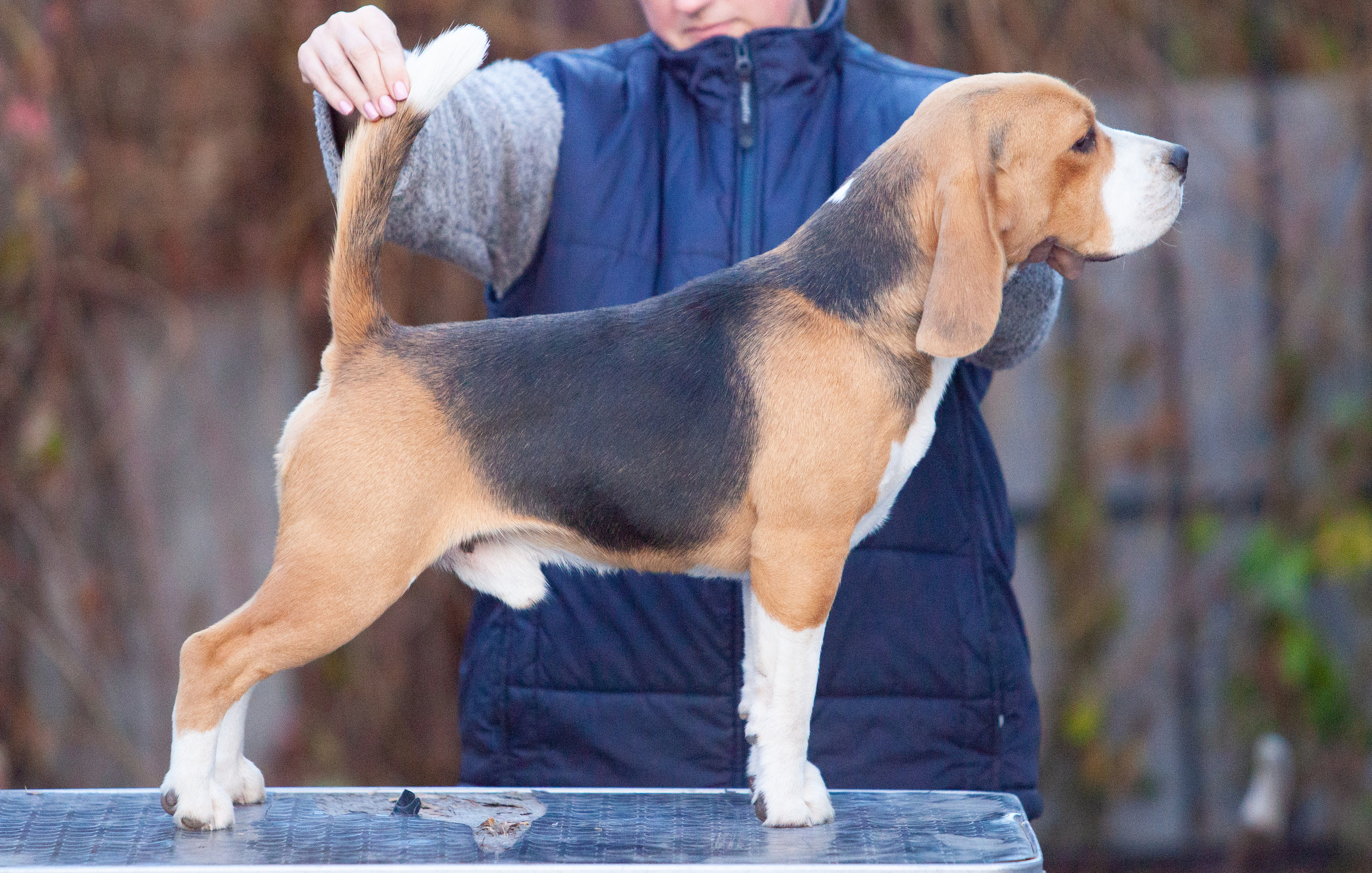 Ерик. Розплідник біглей в Україні