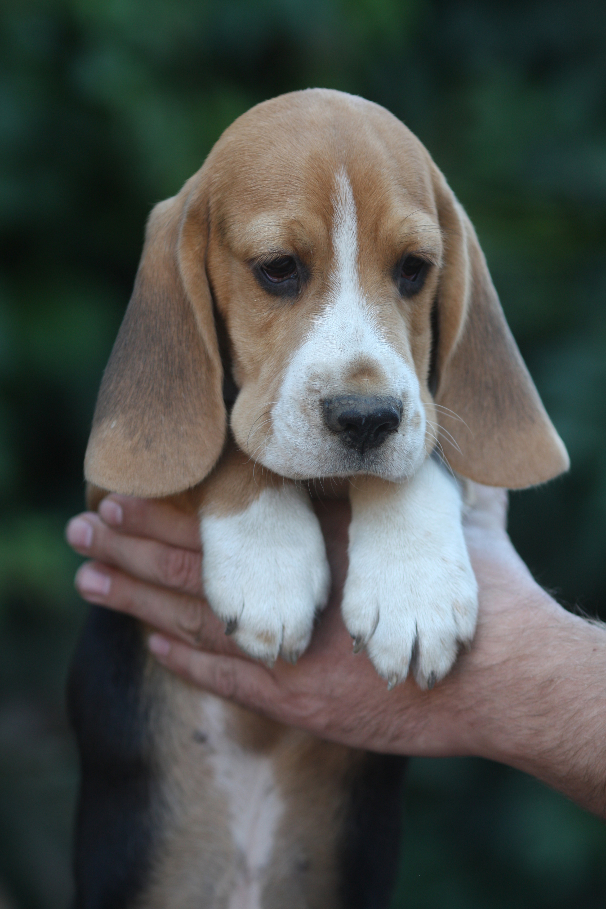 Латте и Принц. Питомник биглей Selesta’s Dreams