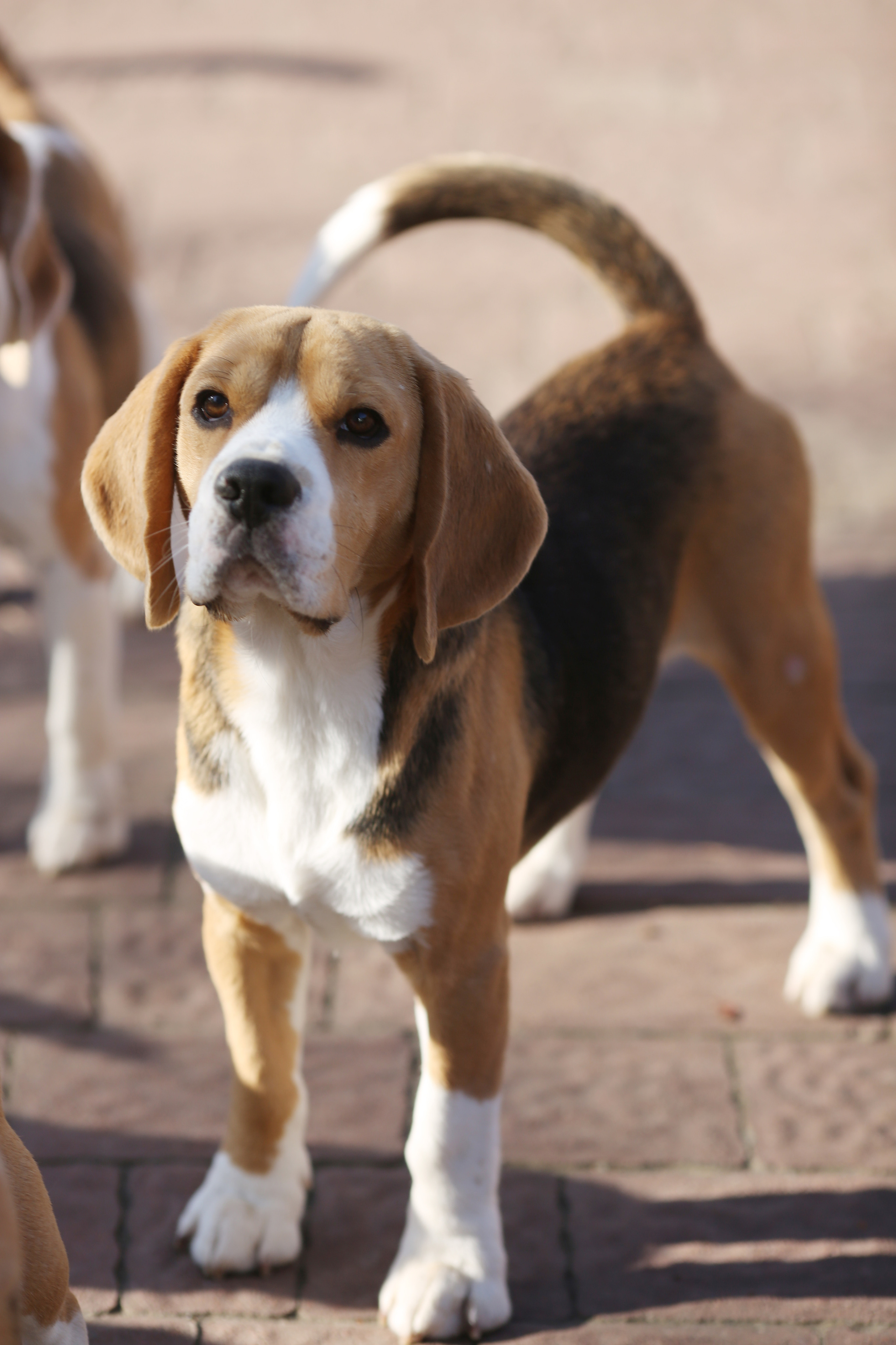 Krepish. Питомник биглей Selesta’s Dreams