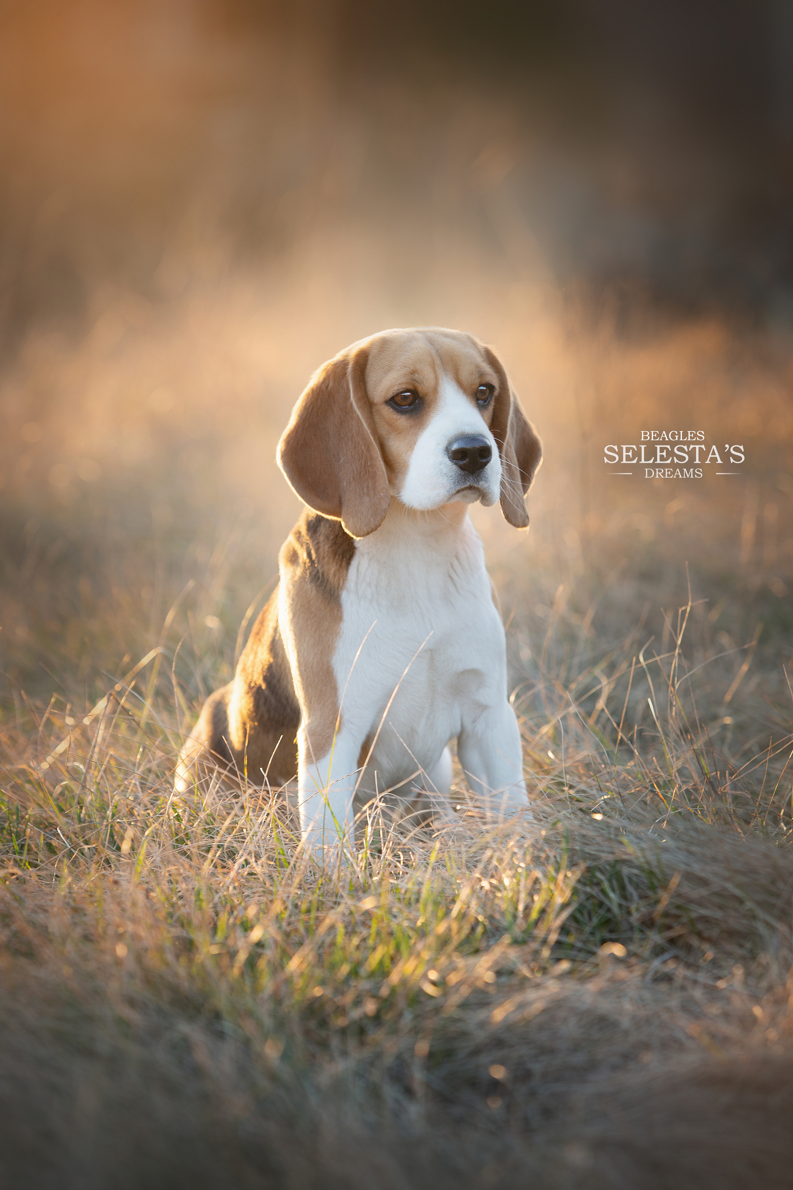 Wella. Питомник биглей Selesta’s Dreams