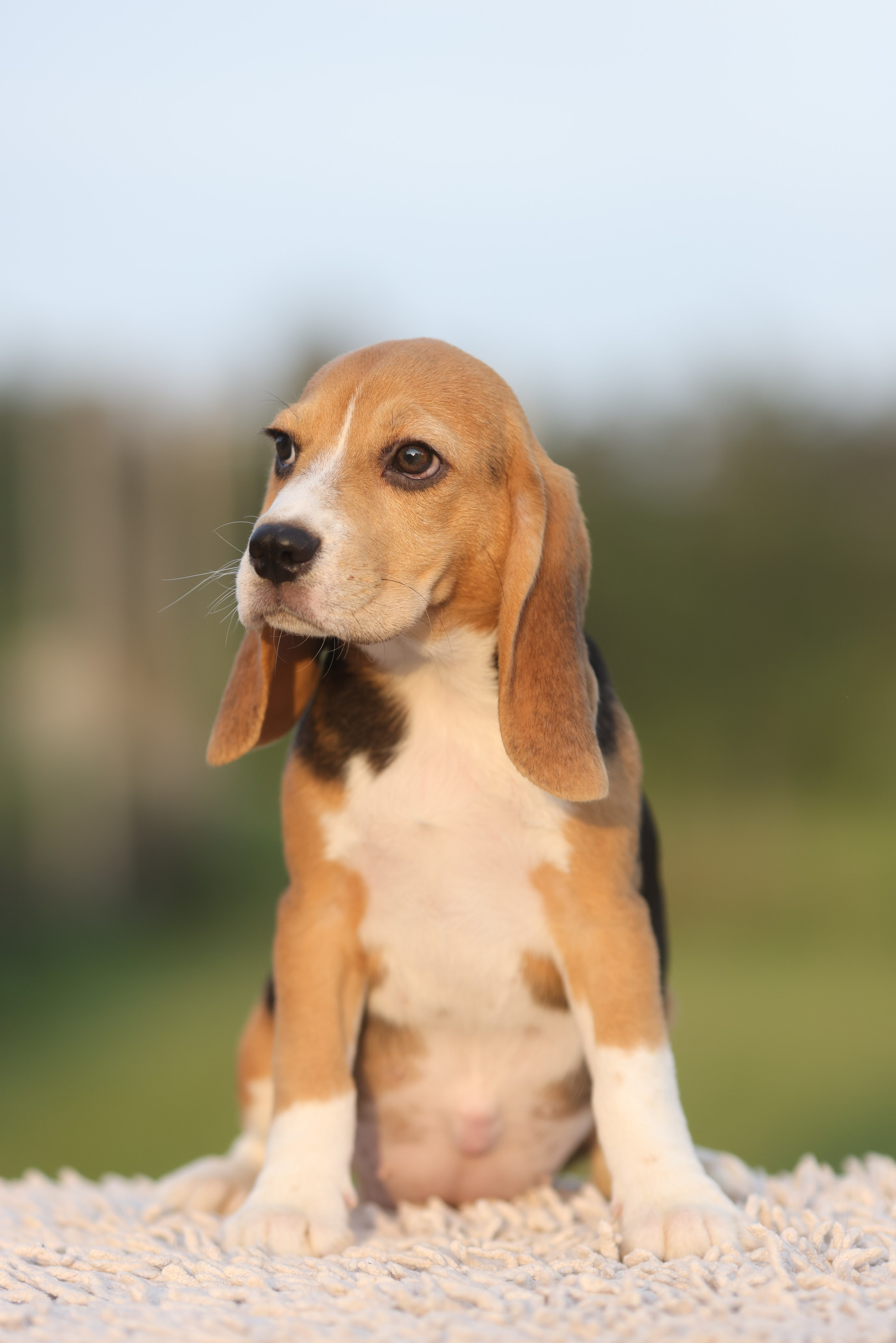 Litter T. Розплідник біглей в Україні